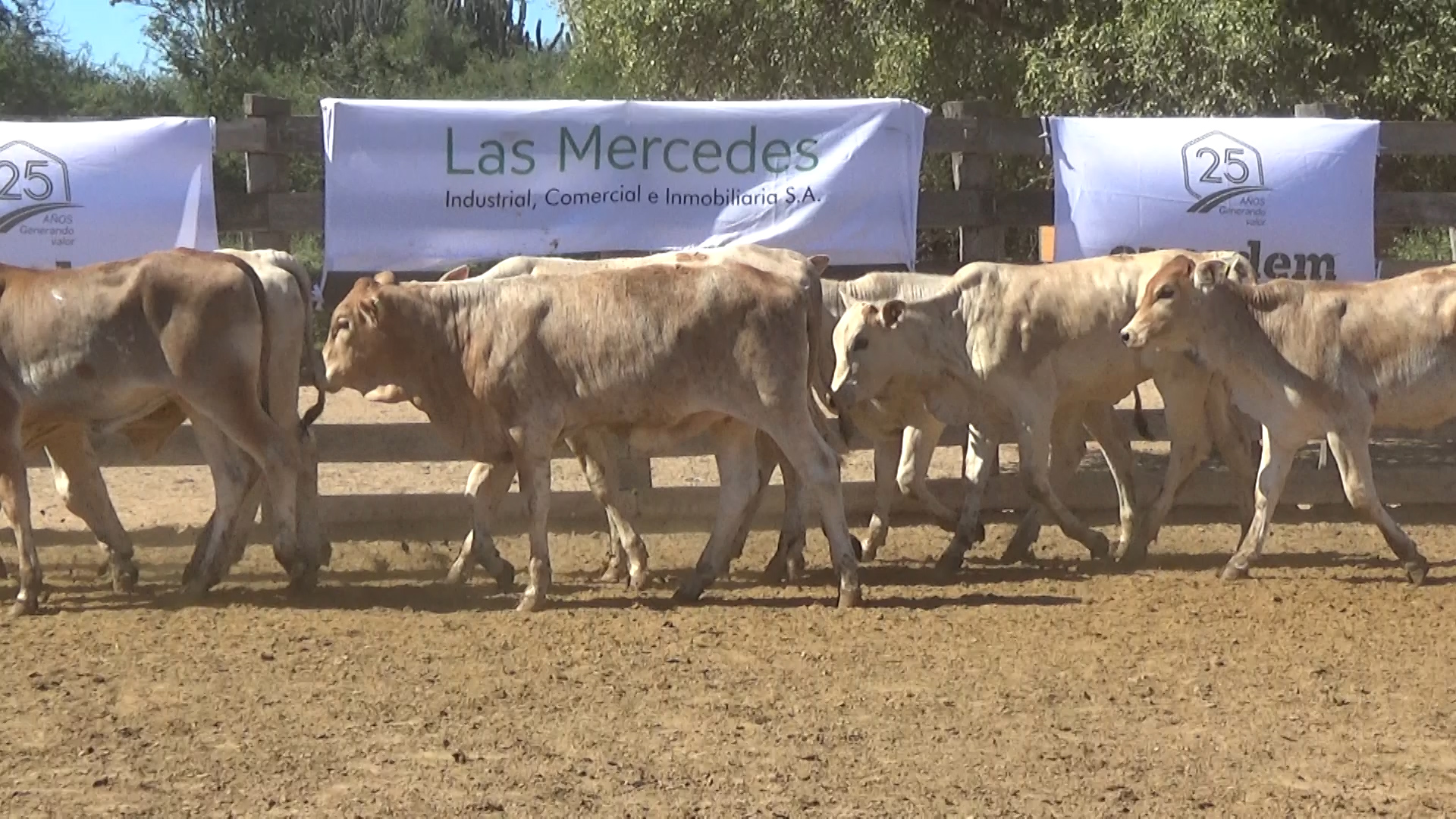 392- Remate Especial Las Mercedes. 1° Edición â lote 6018.3