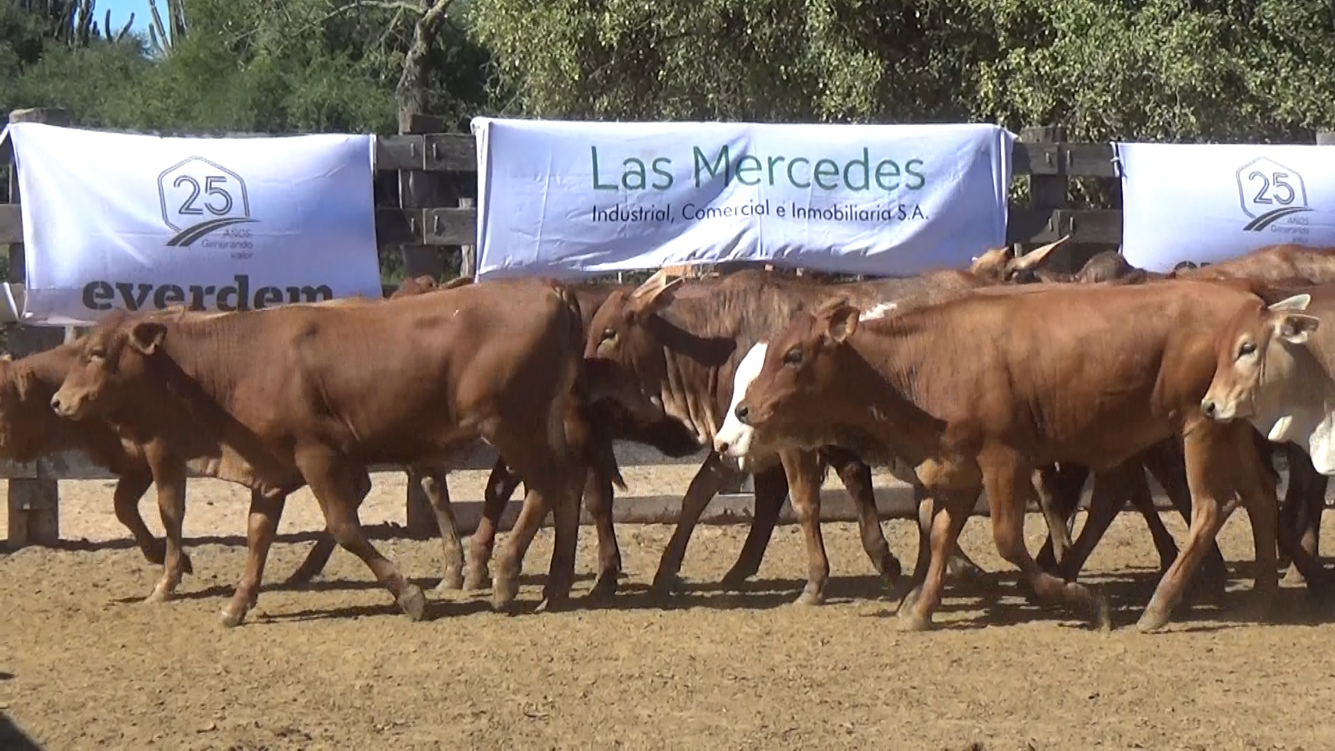 392- Remate Especial Las Mercedes. 1Â° EdiciÃ³n â lote Lote 15 – NÂ° insp. 6019
