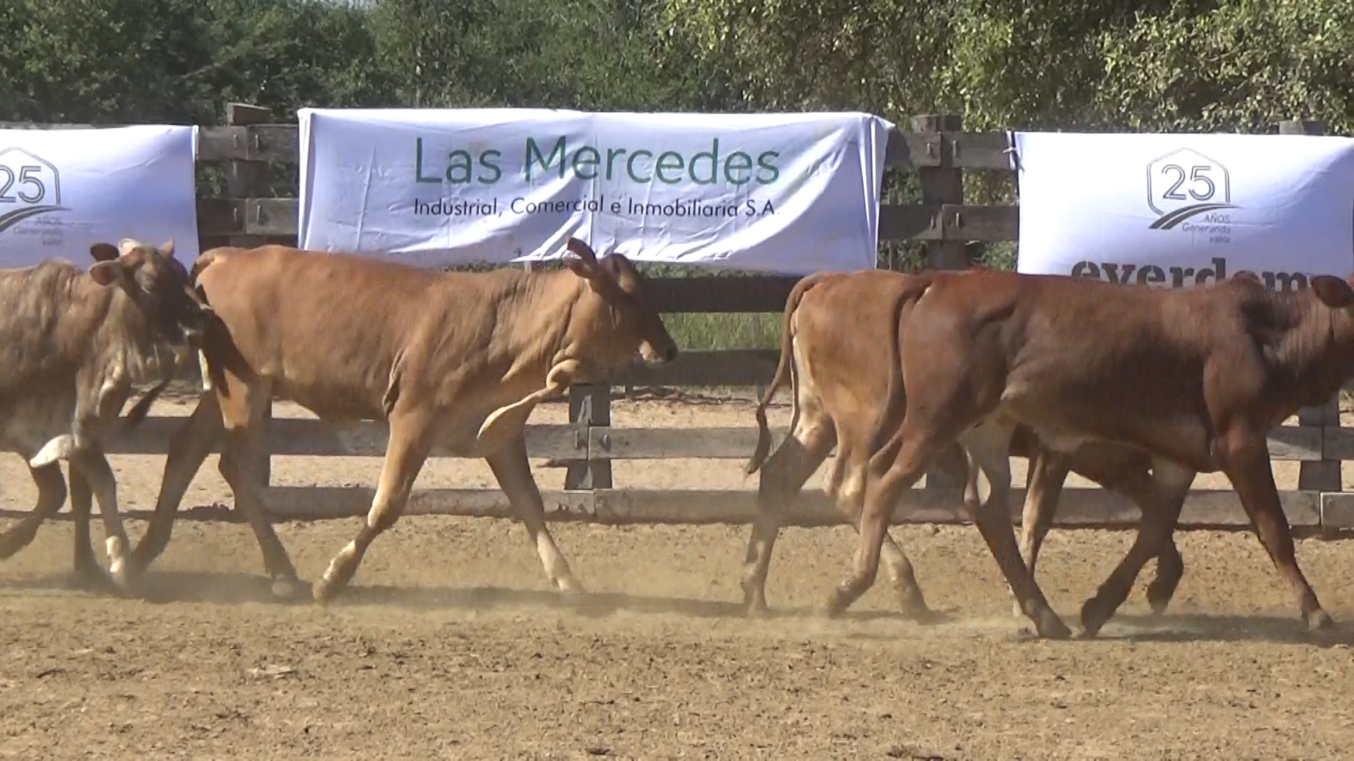 392- Remate Especial Las Mercedes. 1Â° EdiciÃ³n â lote 6019.2