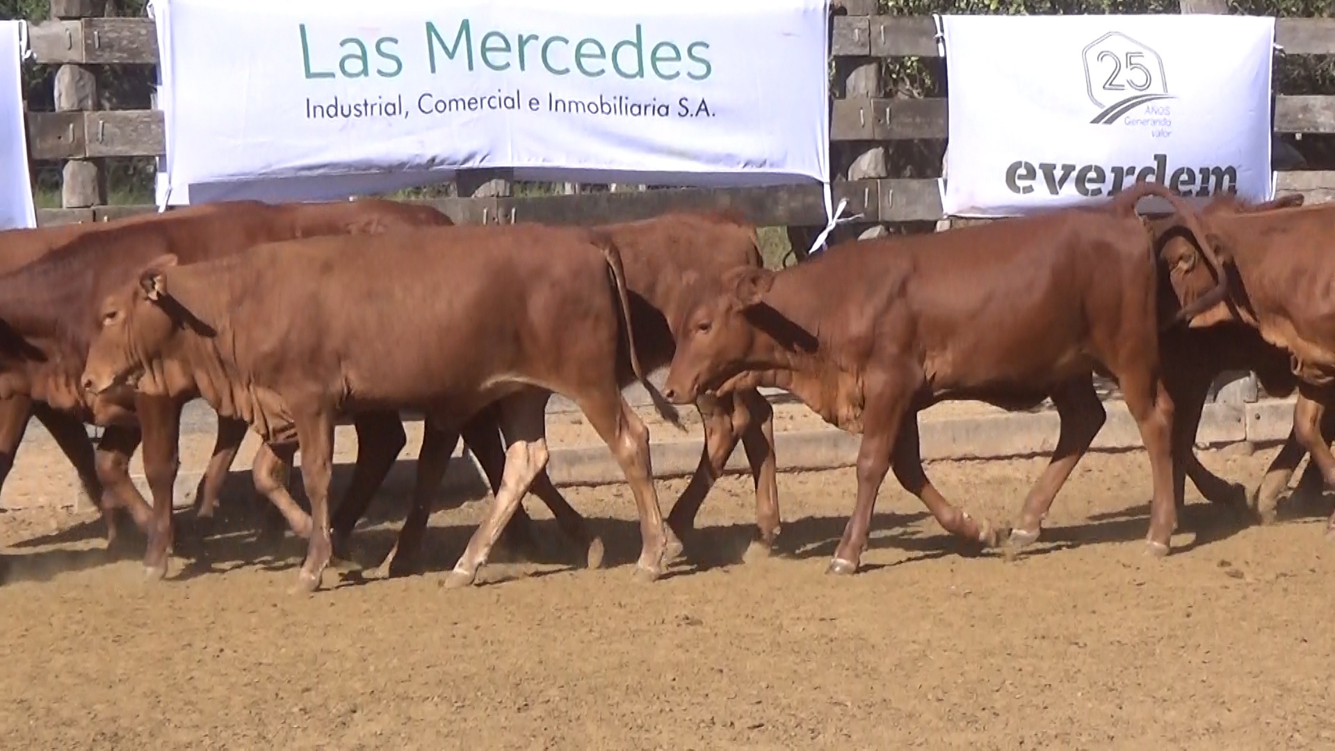 Lote 7 – NÂ° insp. 6020
