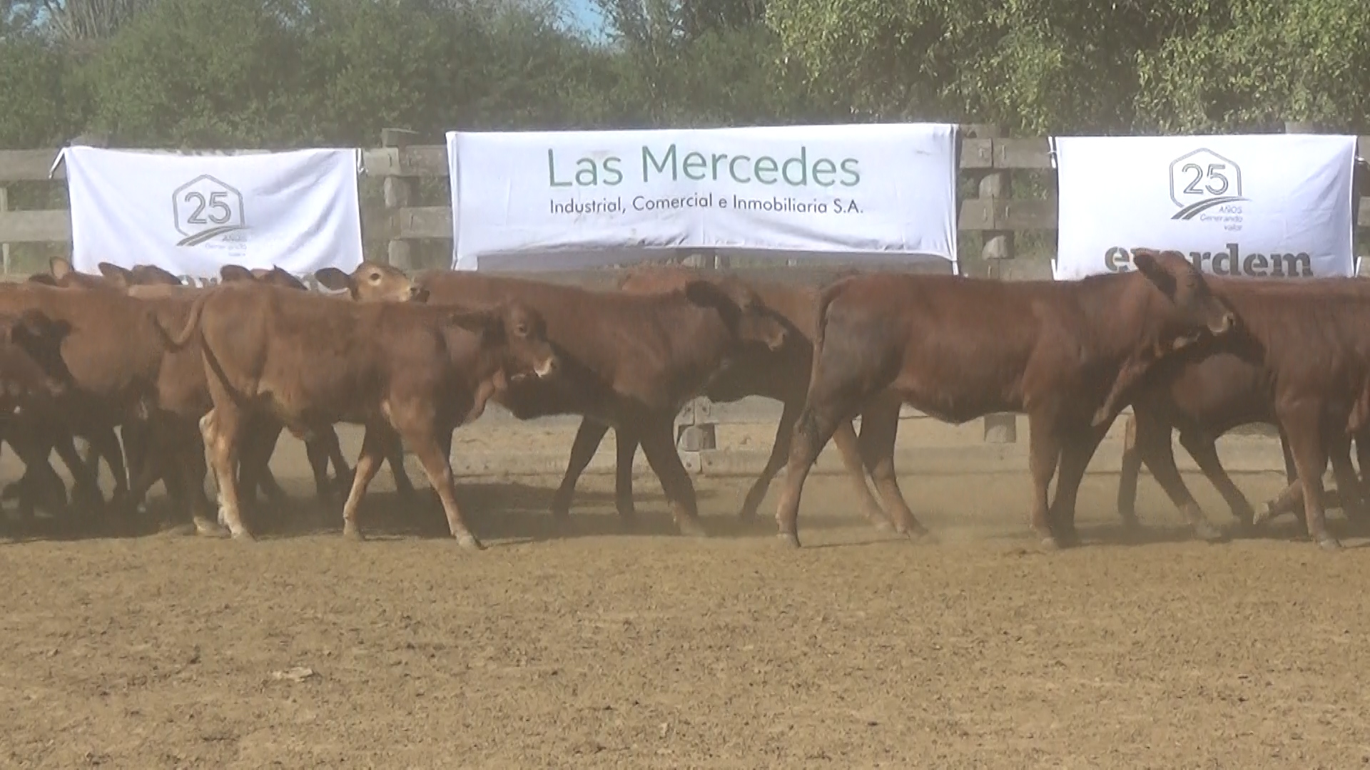 392- Remate Especial Las Mercedes. 1° Edición â lote 6020.2