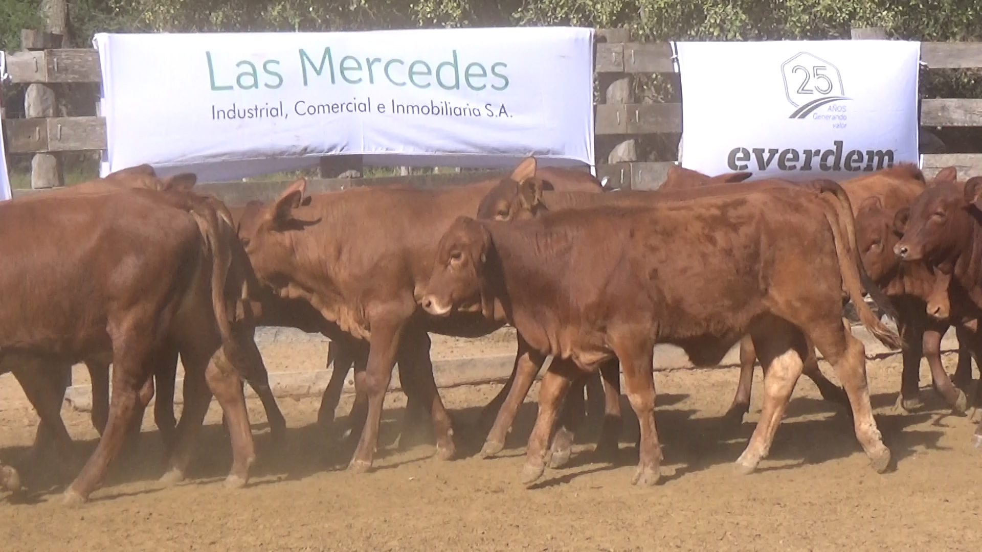 392- Remate Especial Las Mercedes. 1° Edición â lote 6020.3