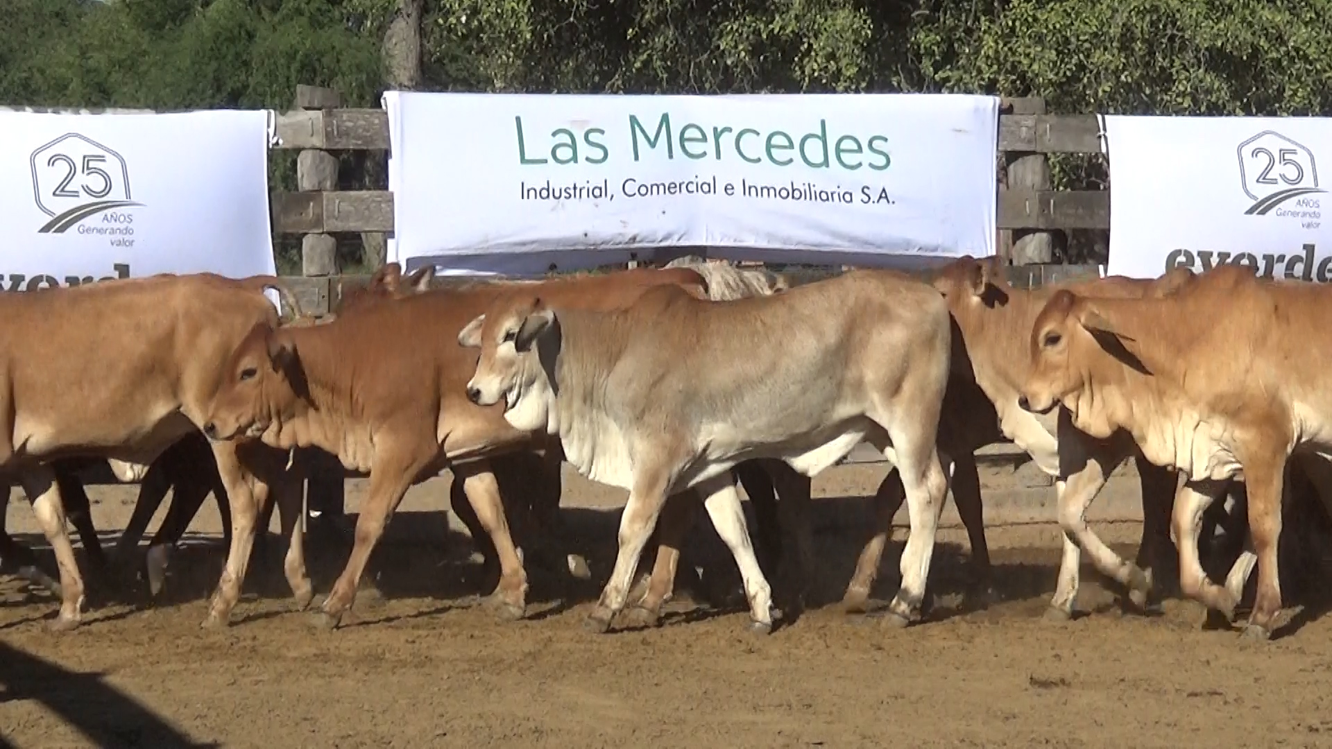 392- Remate Especial Las Mercedes. 1Â° EdiciÃ³n â lote Lote 11 – NÂ° insp. 6021