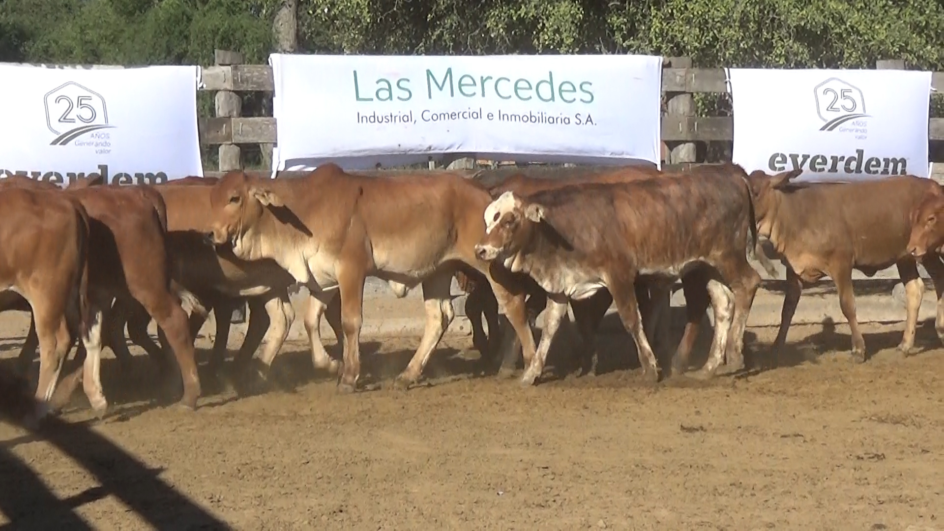 392- Remate Especial Las Mercedes. 1Â° EdiciÃ³n â lote 6021.3