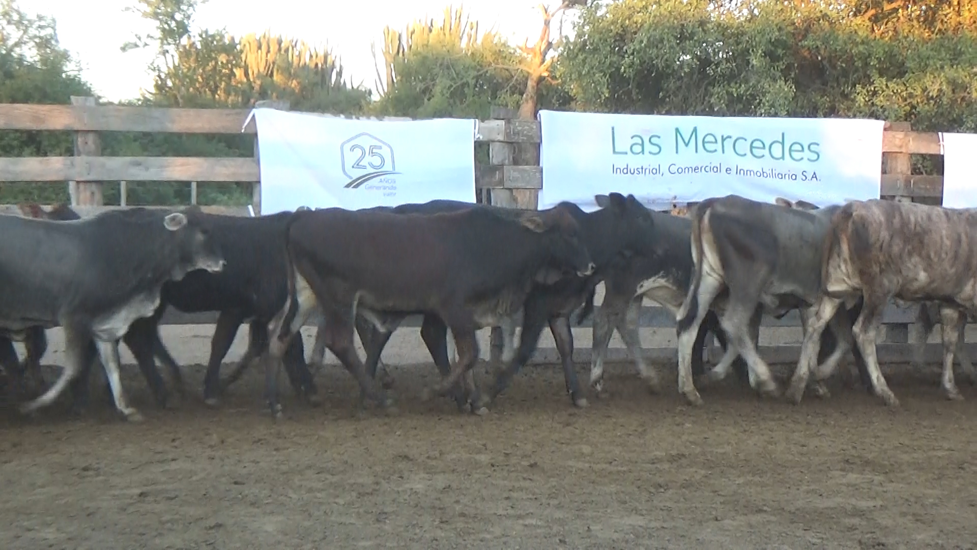392- Remate Especial Las Mercedes. 1° Edición â lote Lote 12 – N° insp. 6022
