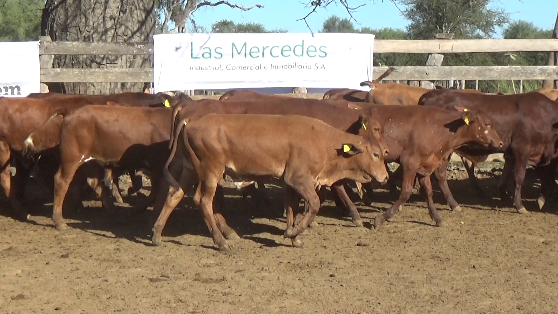392- Remate Especial Las Mercedes. 1° Edición â lote 6023.1