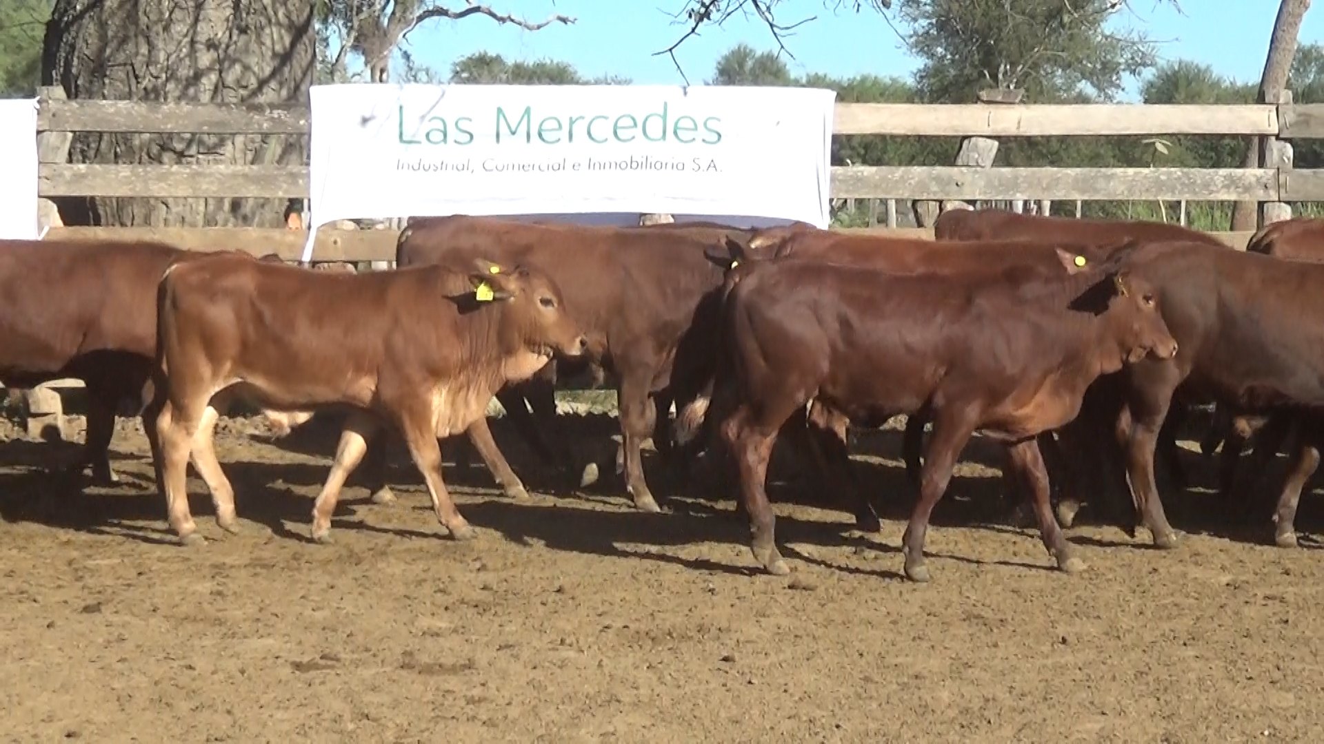 Lote 3 – NÂ° insp. 6023