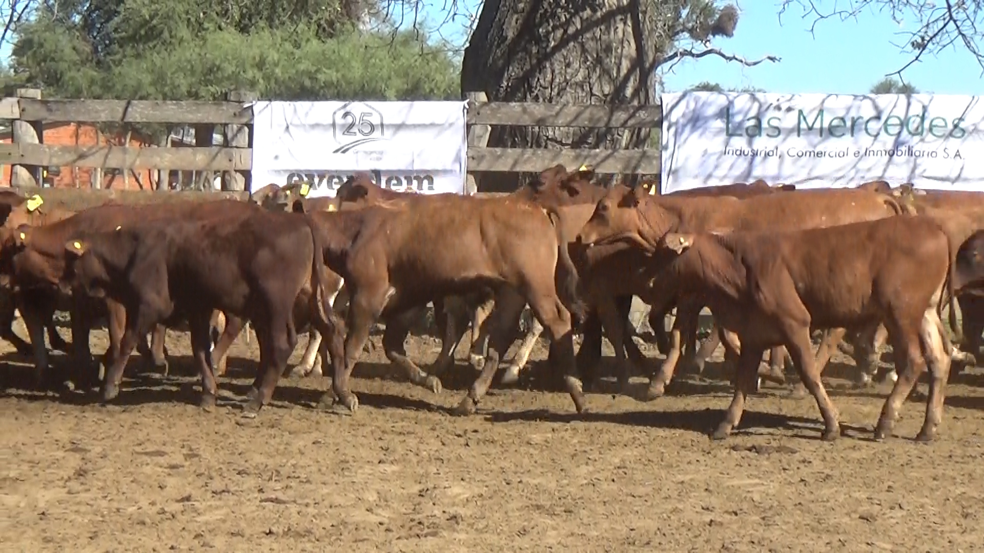 Lote 1 – NÂ° insp. 6024