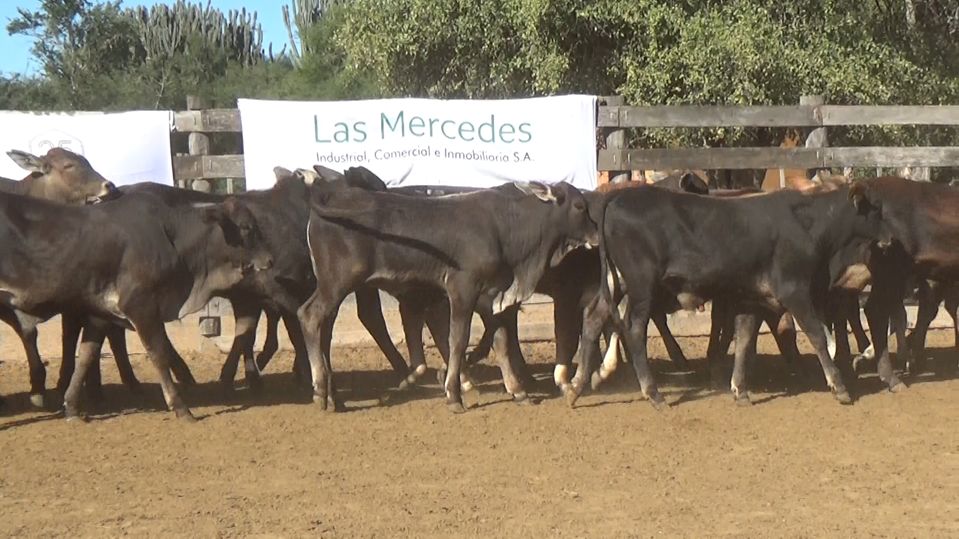 392- Remate Especial Las Mercedes. 1Â° EdiciÃ³n â lote 6025.1