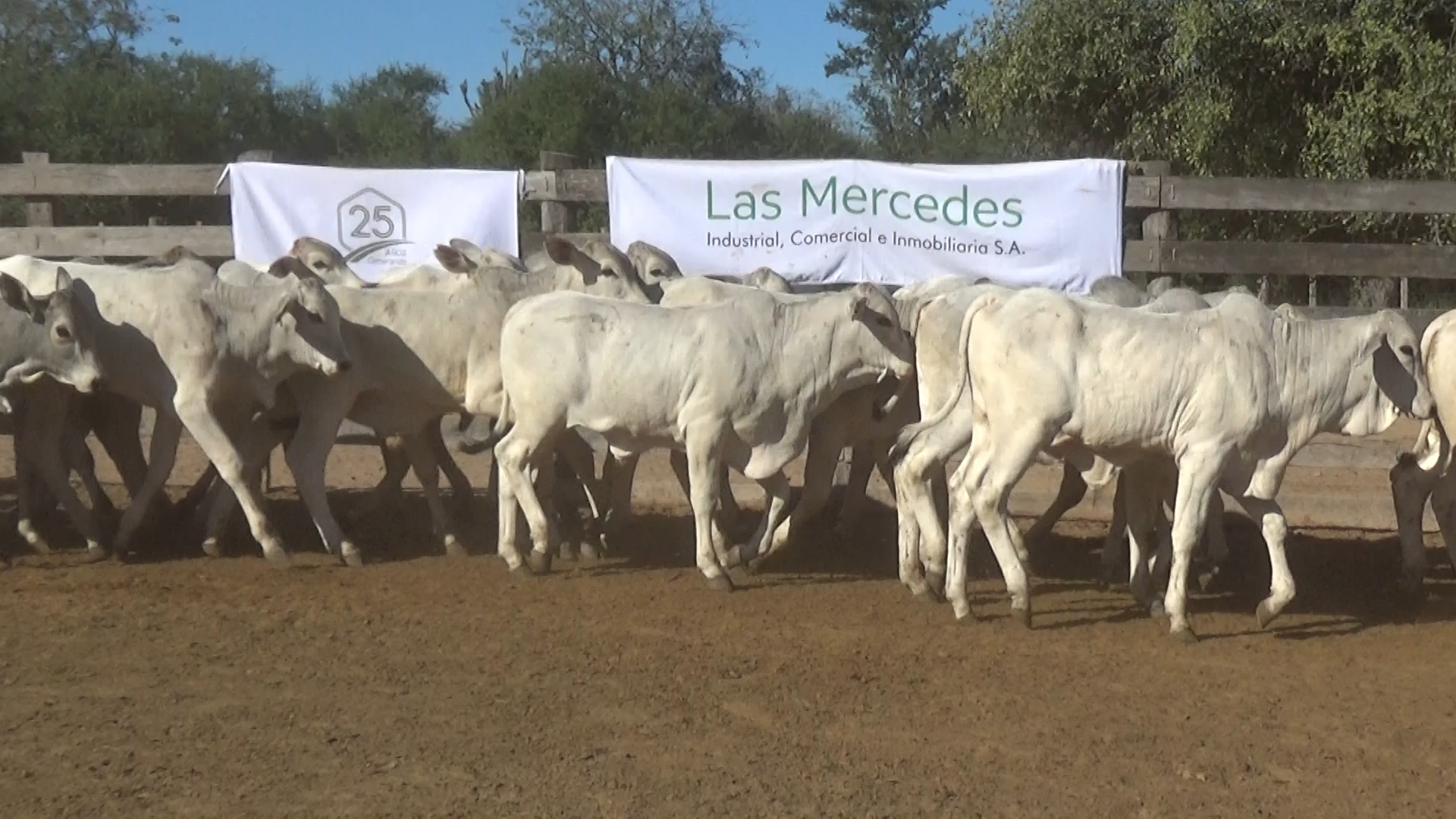 392- Remate Especial Las Mercedes. 1° Edición â lote 6026.1