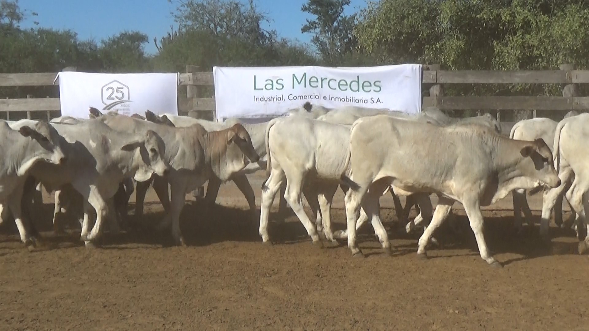 392- Remate Especial Las Mercedes. 1° Edición â lote 6026.3