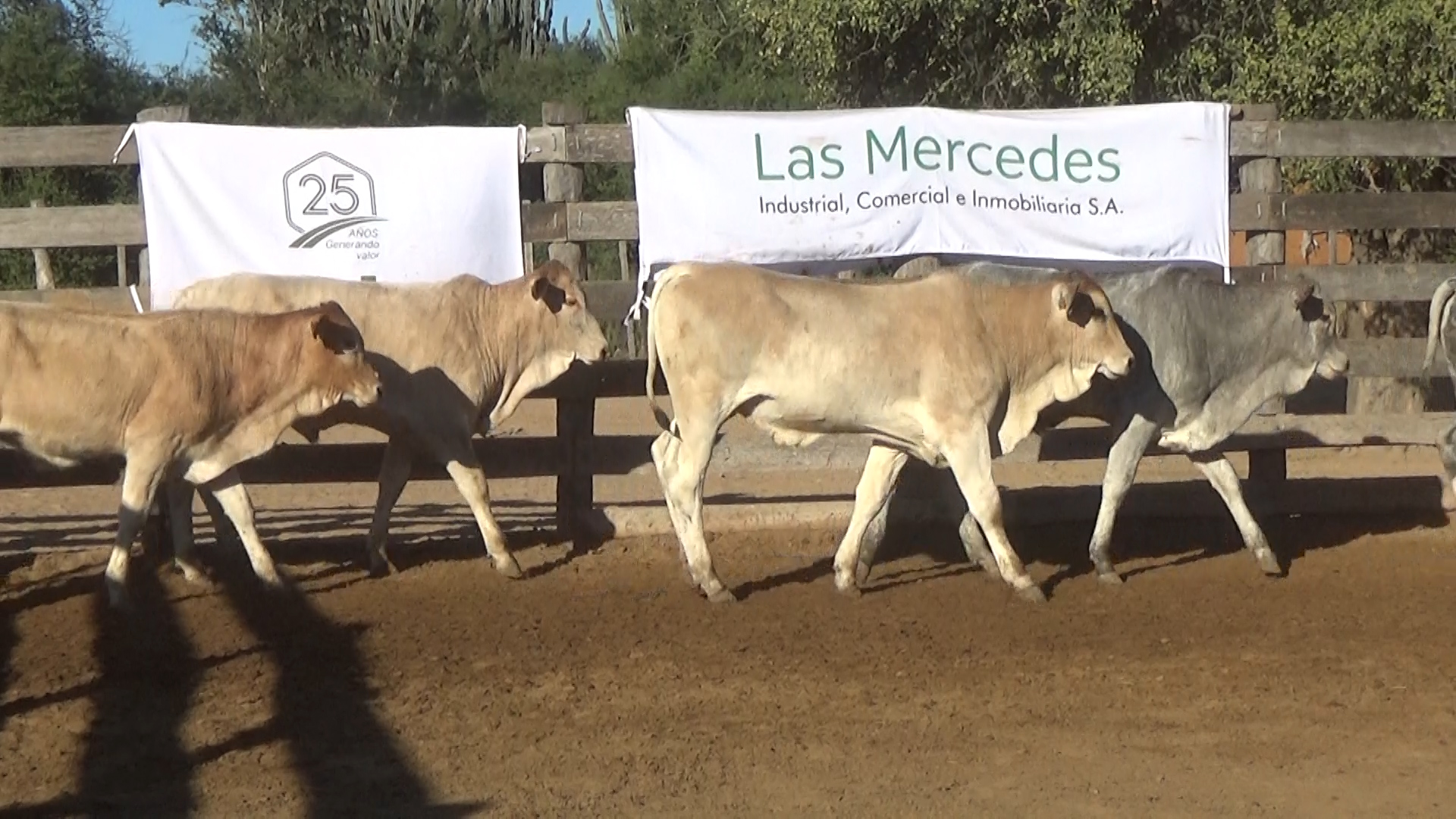 392- Remate Especial Las Mercedes. 1Â° EdiciÃ³n â lote 6027.1