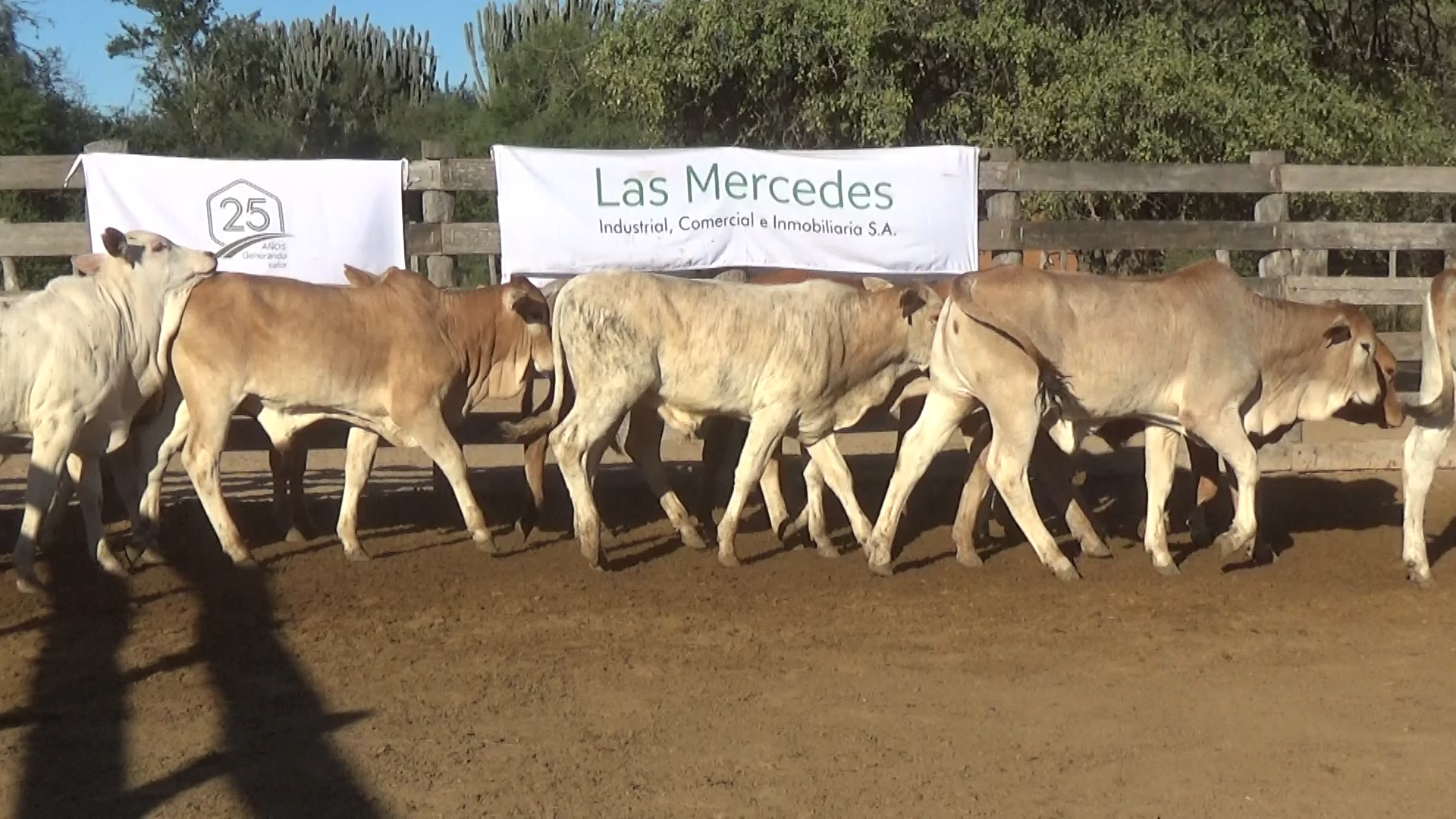 Lote 6 – NÂ° insp. 6027