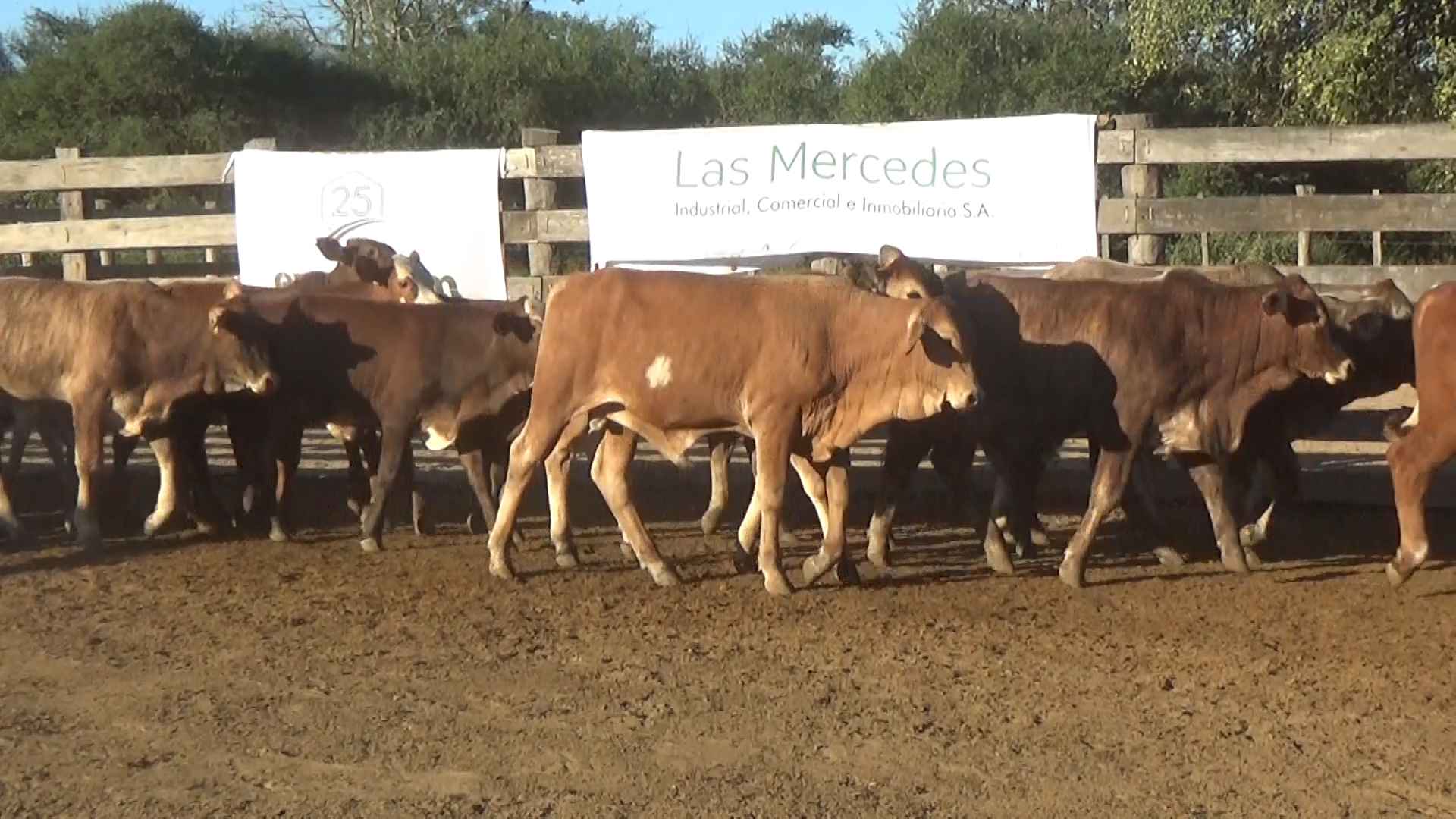 Lote 4 – NÂ° insp. 6028