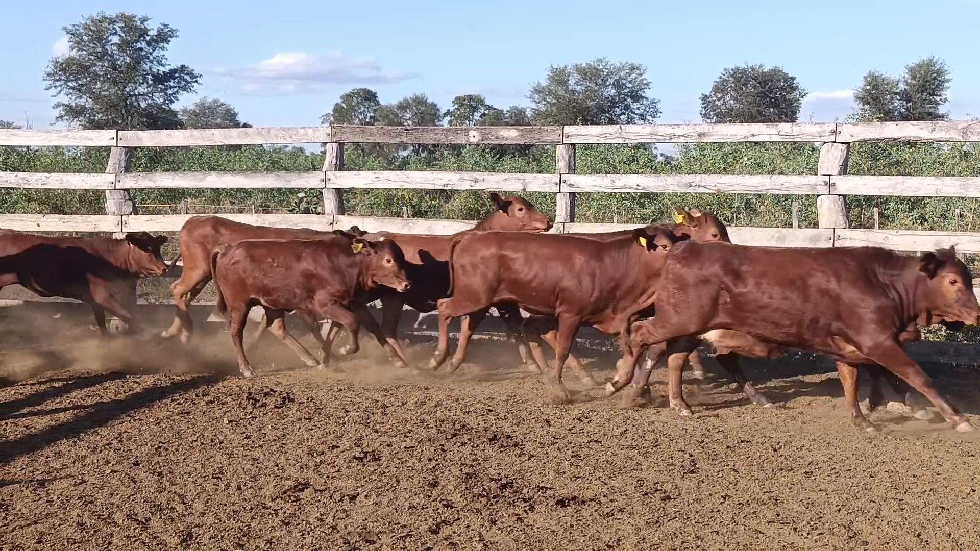 Feria 394 - FUNDARP ─ lote Lote 3 – N° insp. 6031