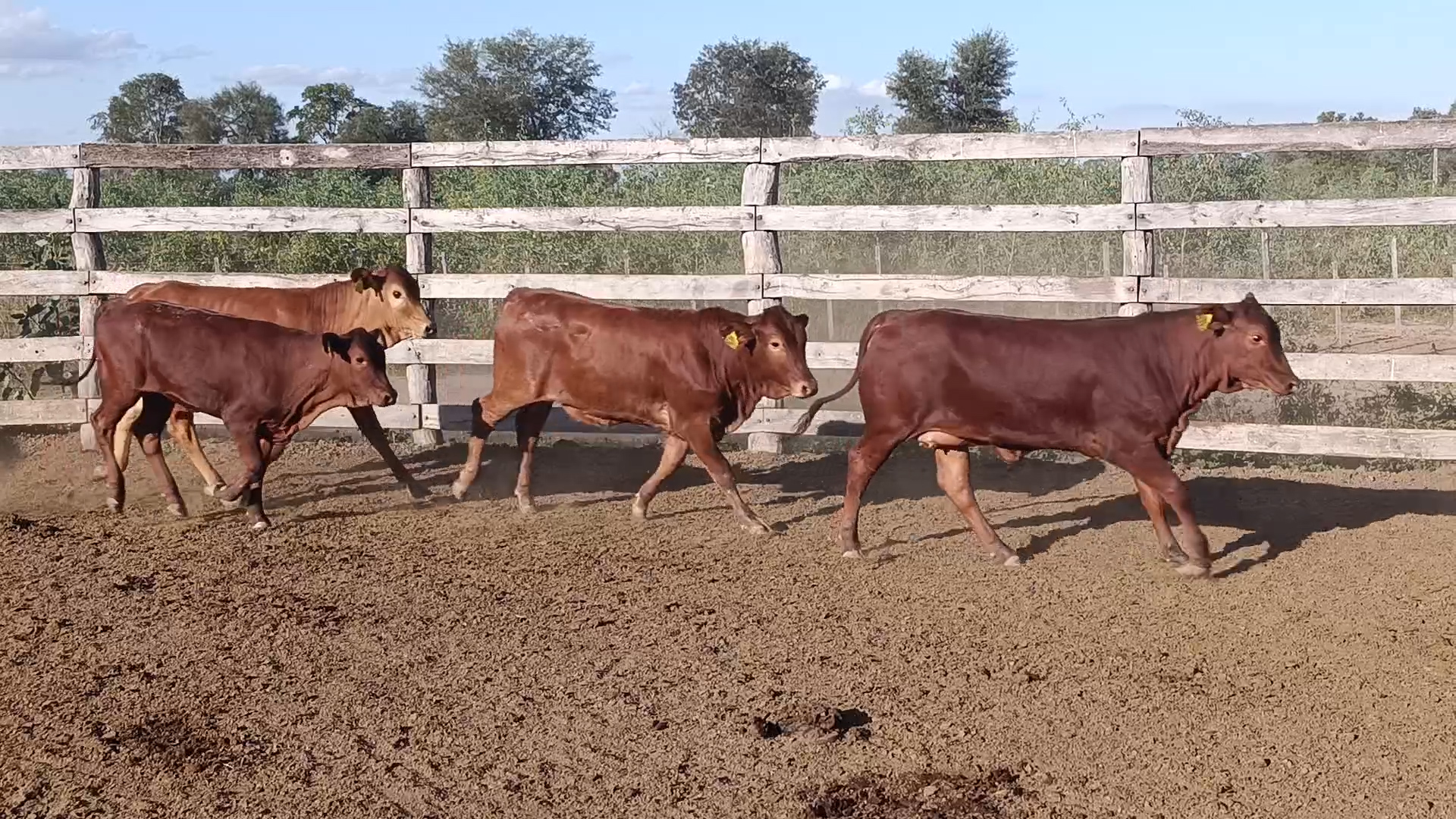 Feria 394 - FUNDARP ─ lote 03.3