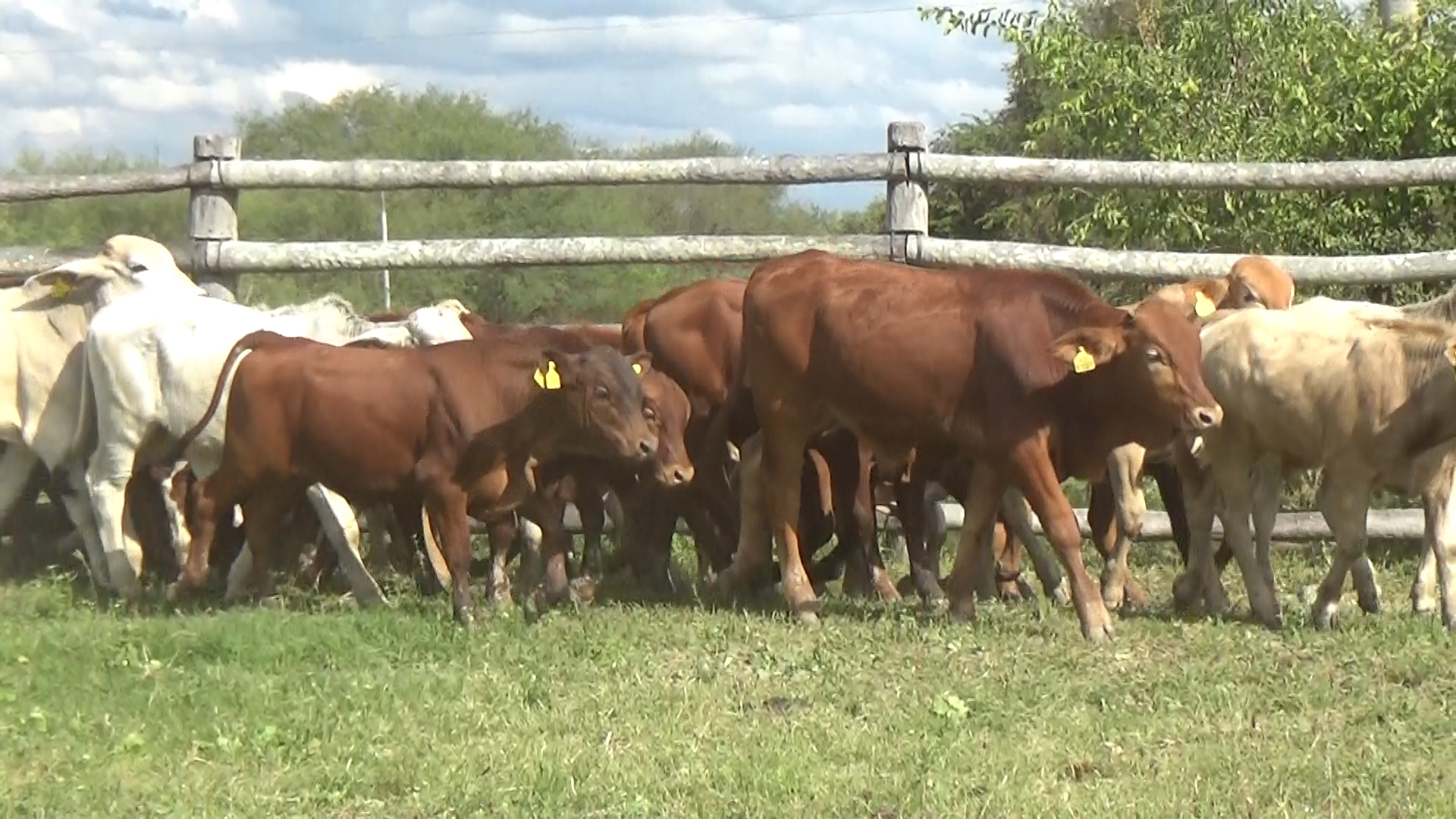 Feria 394 - FUNDARP â lote Lote 5 – N° insp. 6148