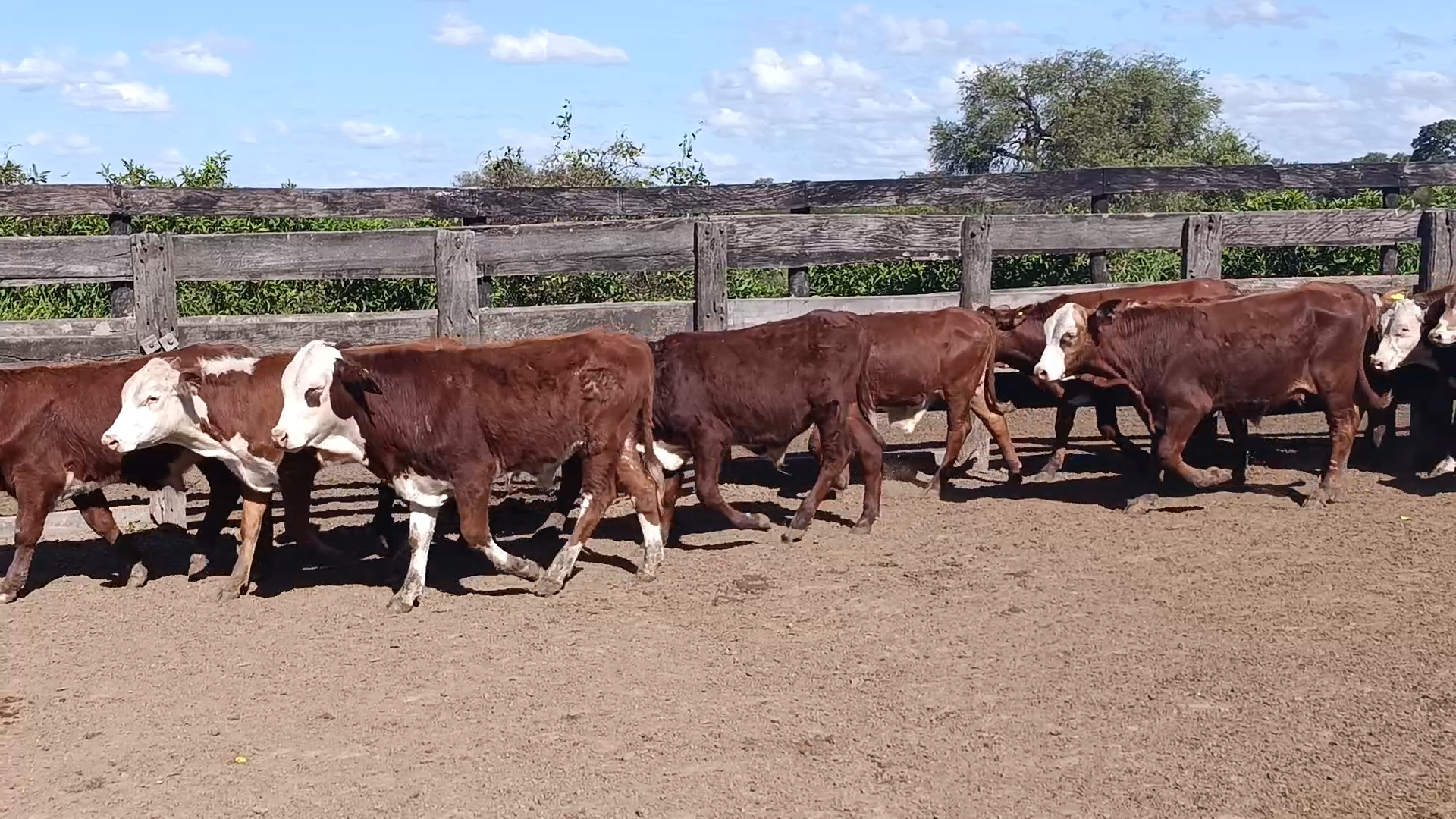 Feria 394 - FUNDARP â lote Lote 6 – N° insp. 6030