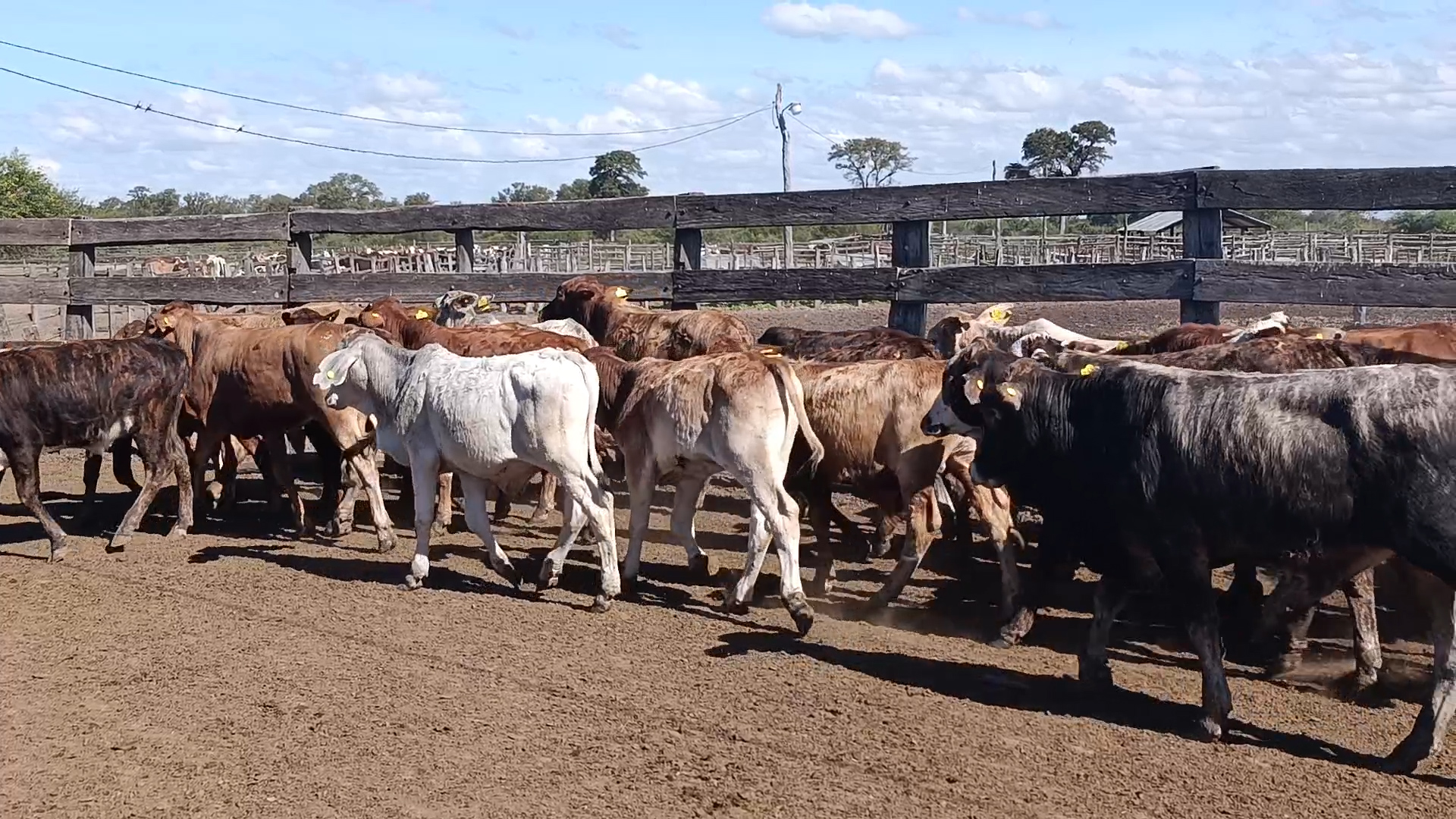 Feria 394 - FUNDARP â lote 06.3