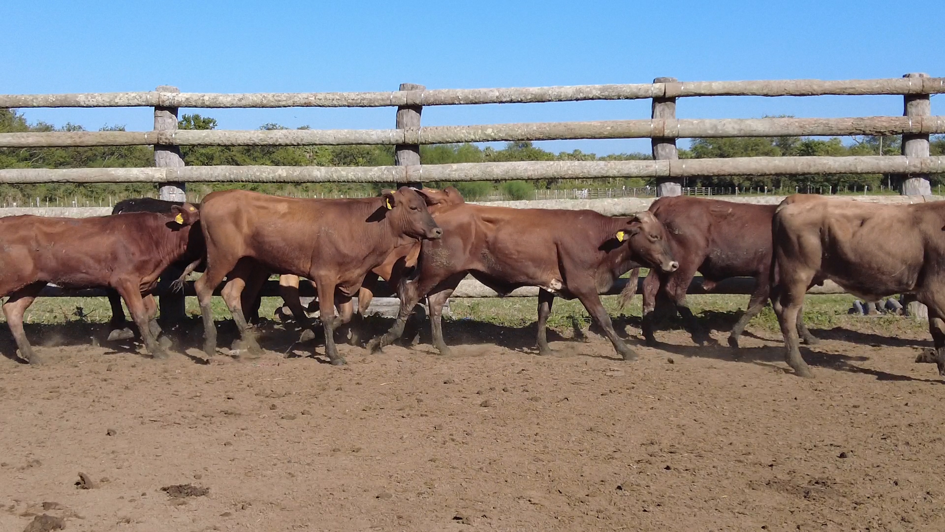 Feria 394 - FUNDARP  â lote Lote 7 – NÂ° insp. 6085