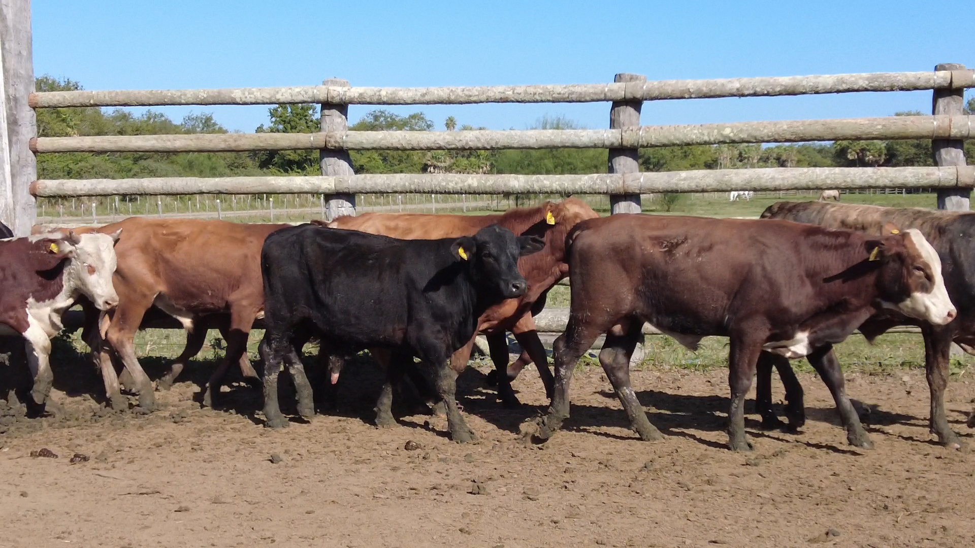 Feria 394 - FUNDARP  ─ lote Lote 9 – N° insp. 6083