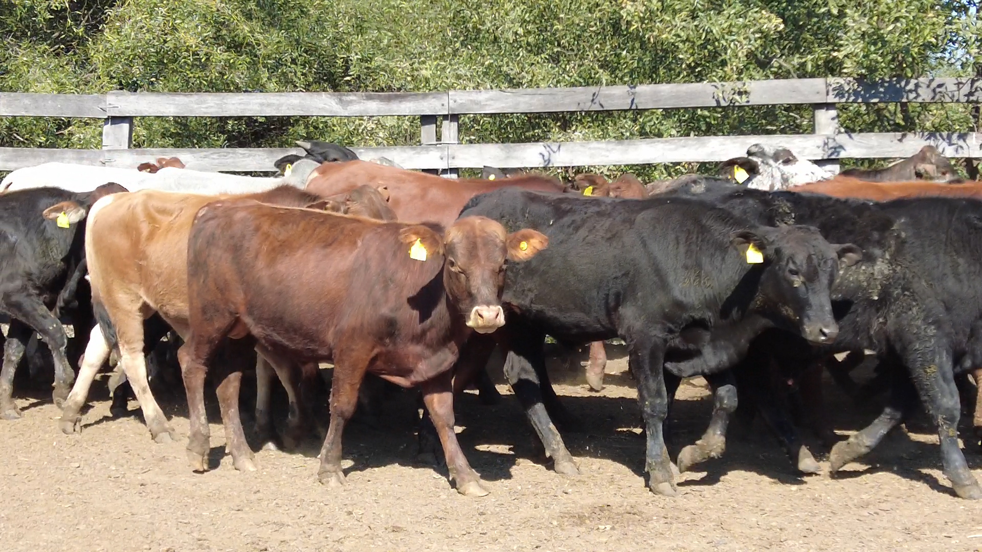 Feria 394 - FUNDARP â lote Lote 10 – N° insp. 6079