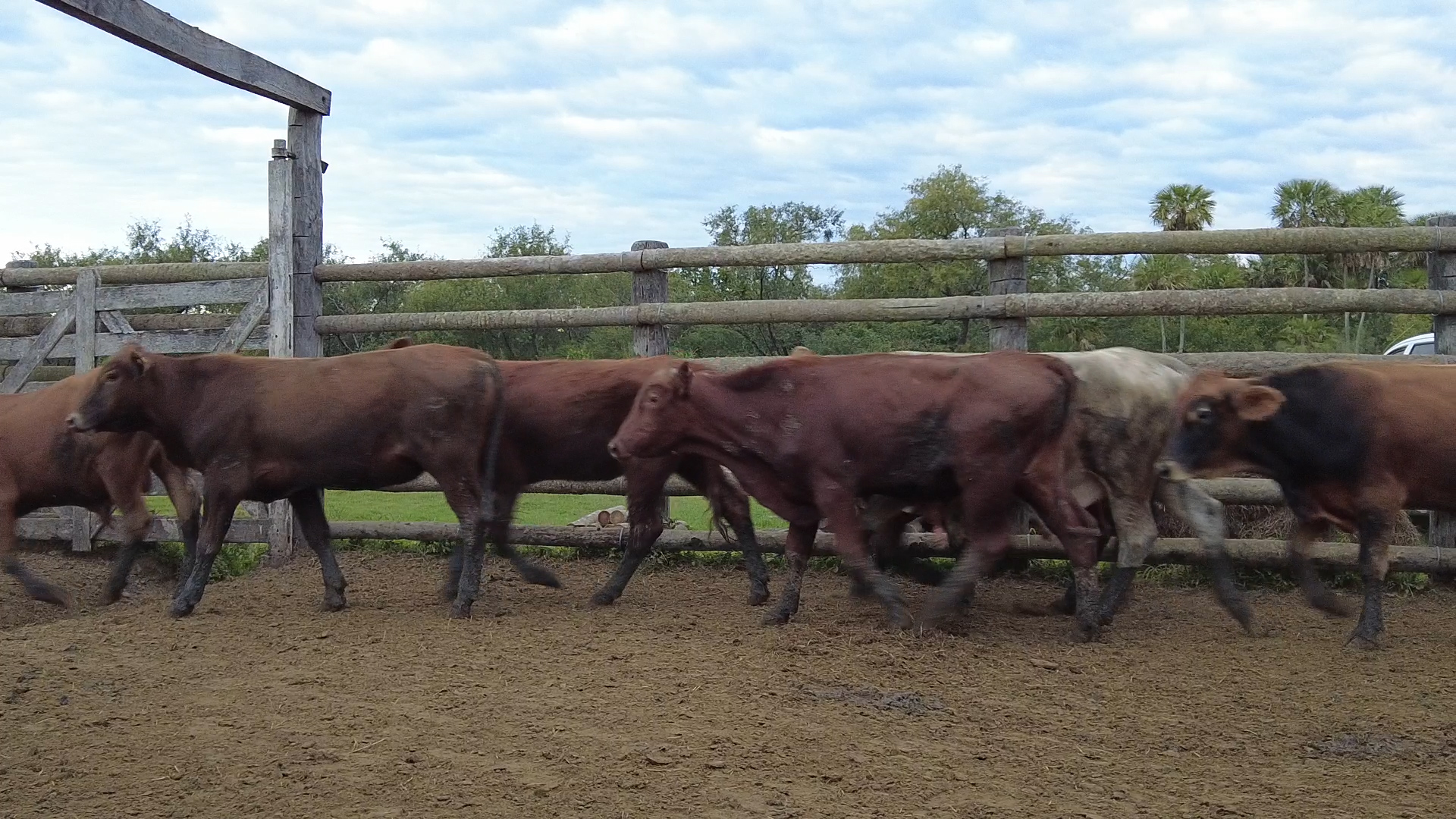 Feria 394 - FUNDARP  â lote Lote 11 – NÂ° insp. 6082