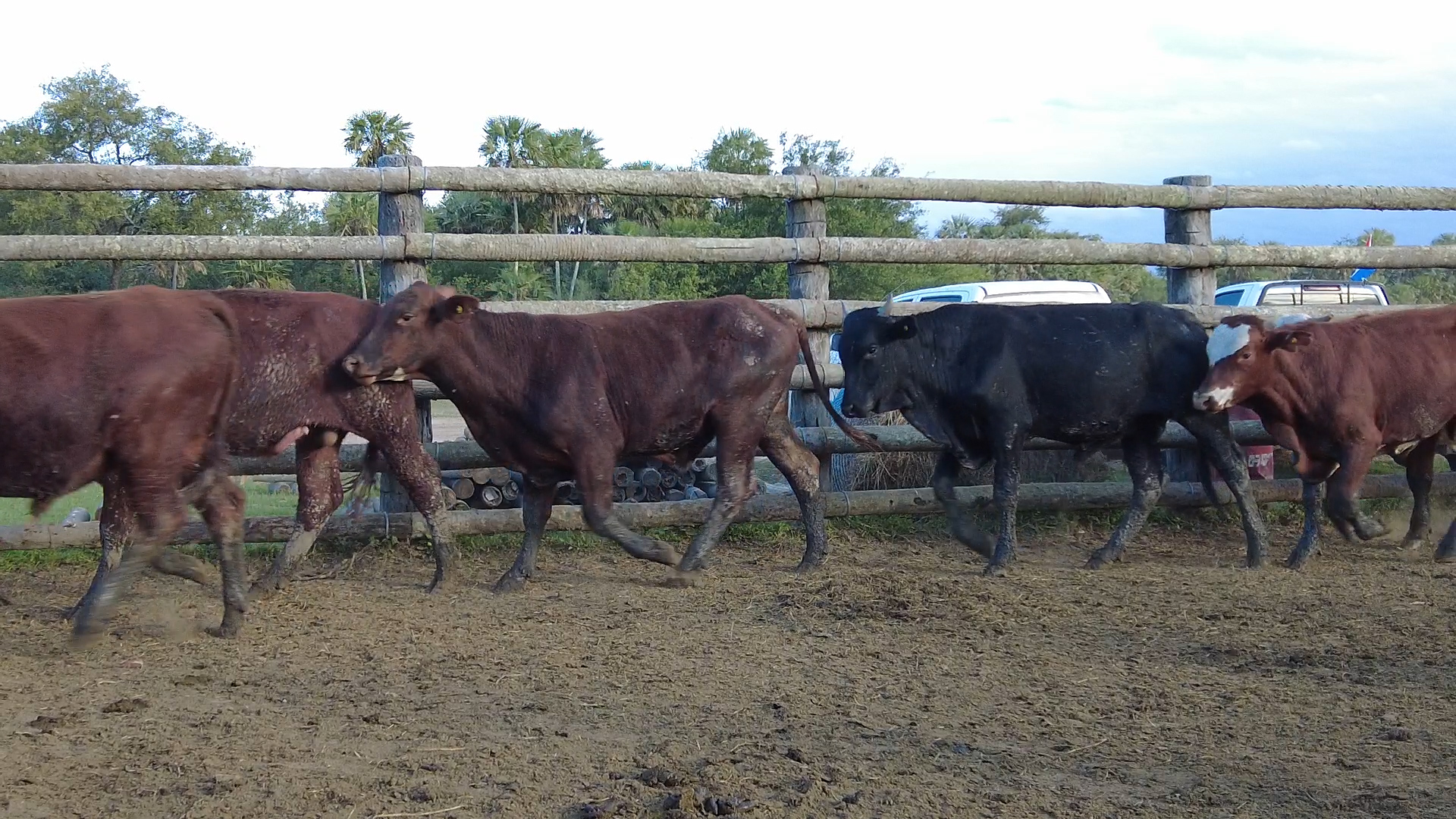 Feria 394 - FUNDARP  ─ lote Lote 12 – N° insp. 6081