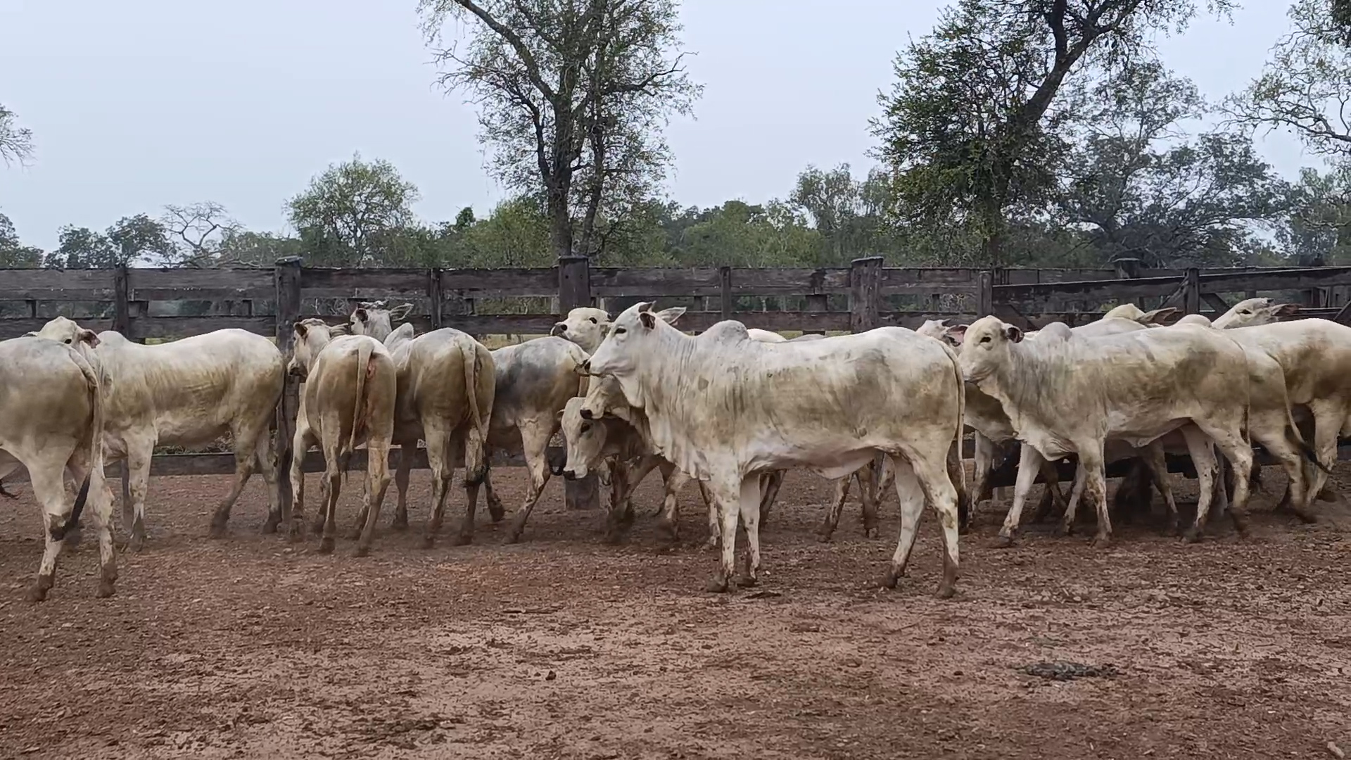 Feria 394 - FUNDARP  â lote 13.2