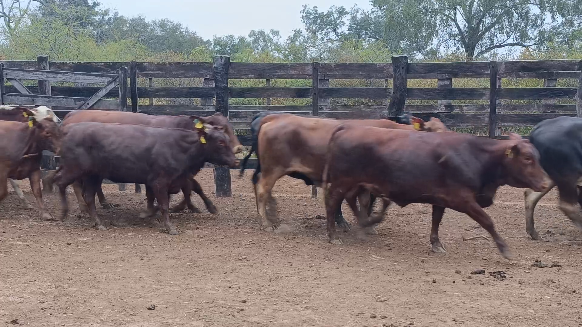 Feria 394 - FUNDARP  â lote 13.3