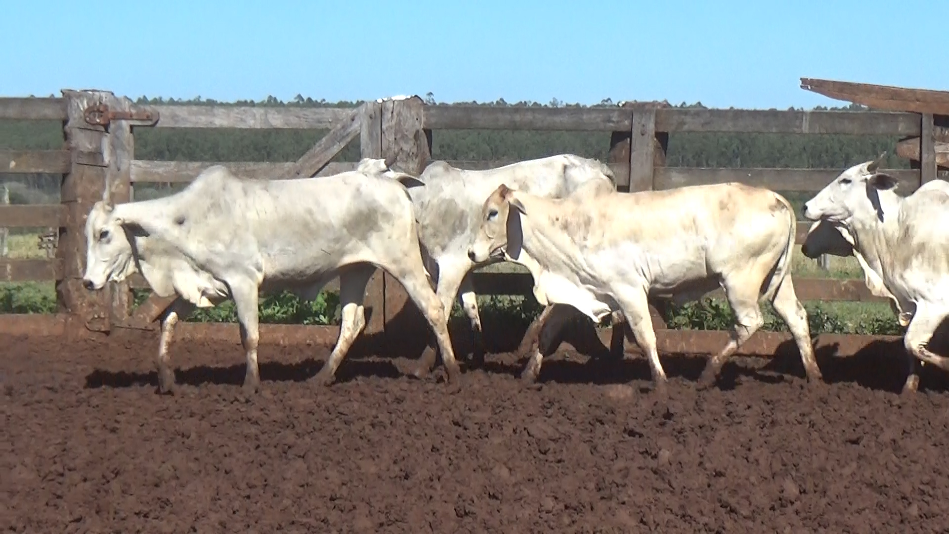 Feria 394 - FUNDARP  â lote 14.1