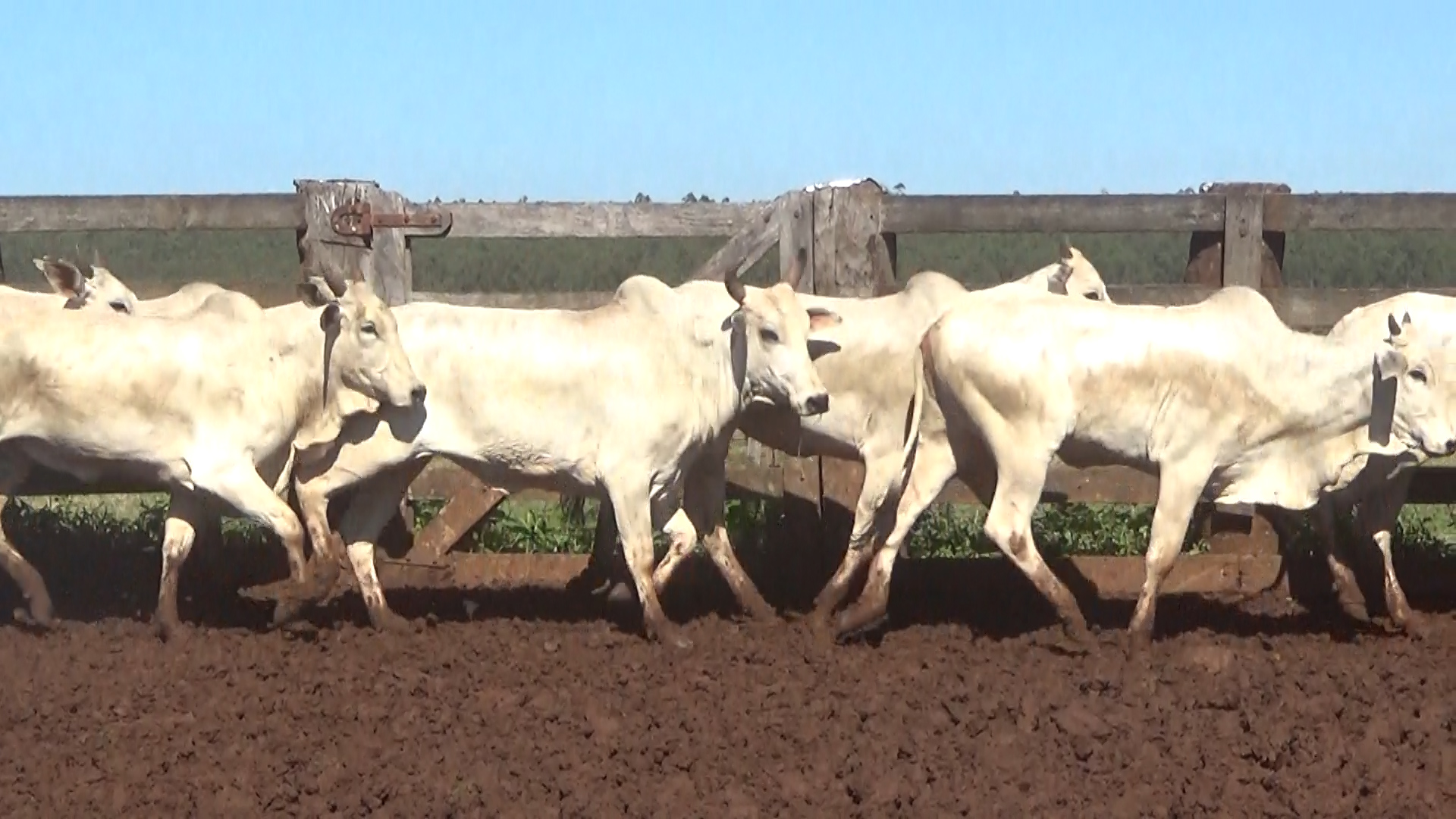 Feria 394 - FUNDARP  â lote Lote 14 – NÂ° insp. 6144