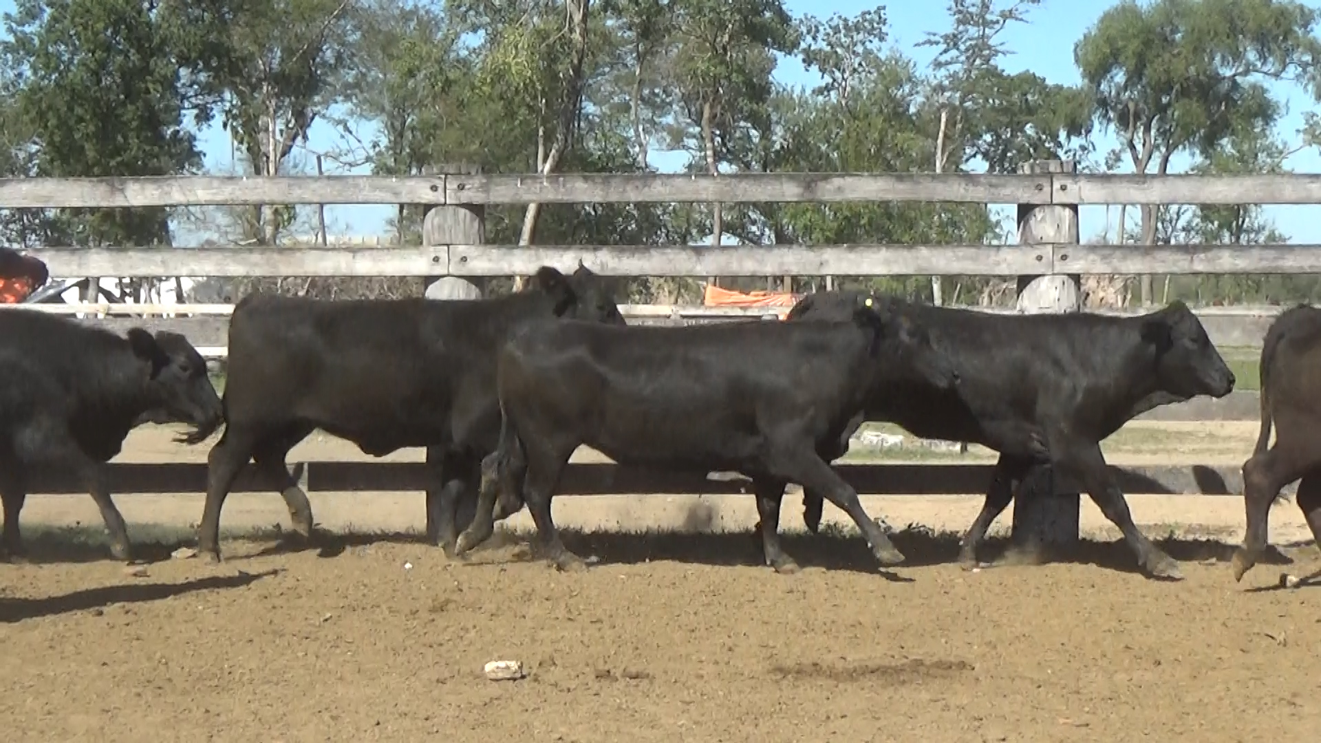 Feria 394 - FUNDARP  â lote Lote 15 – NÂ° insp. 6147