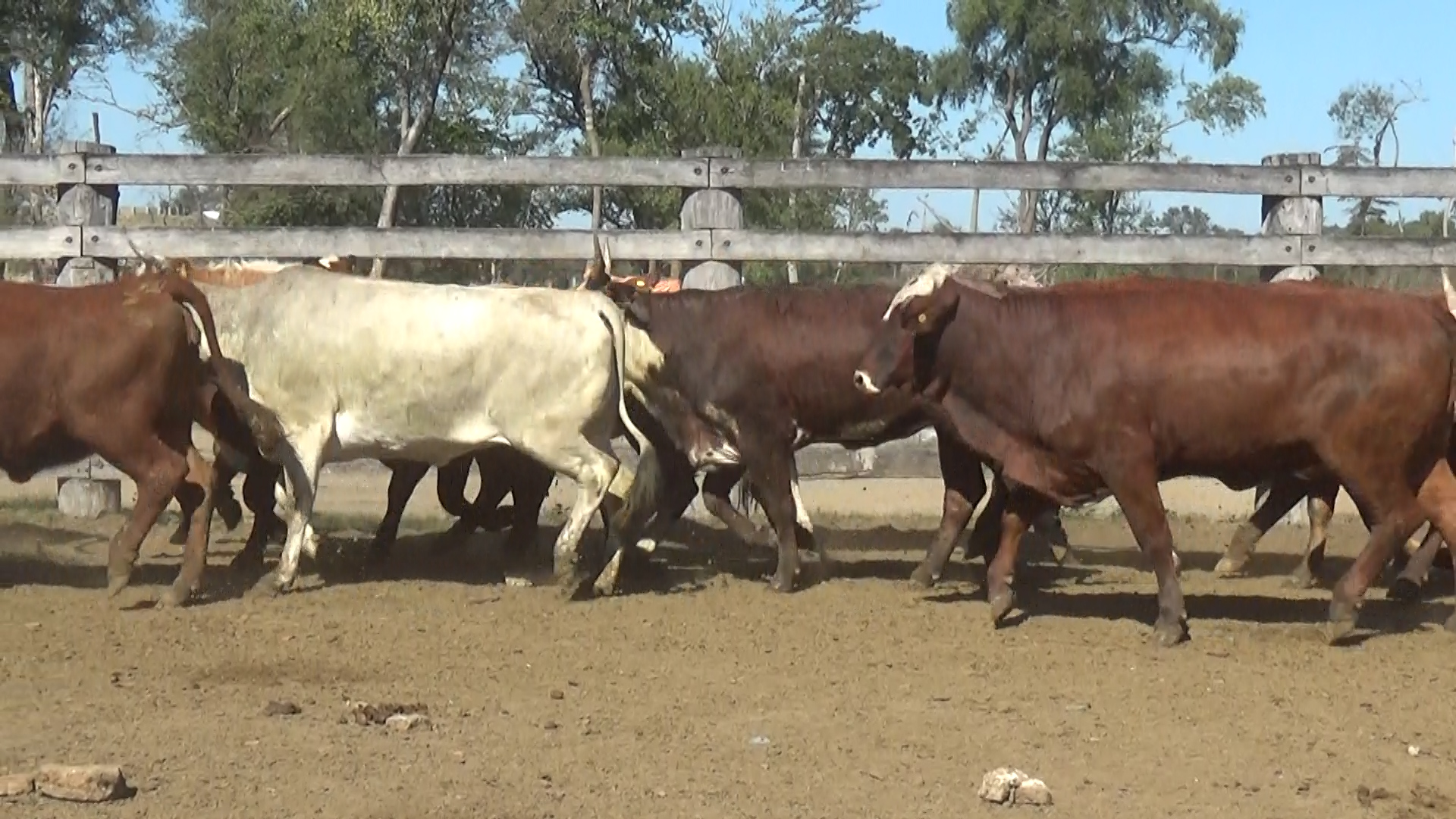 Feria 394 - FUNDARP  â lote 15.3