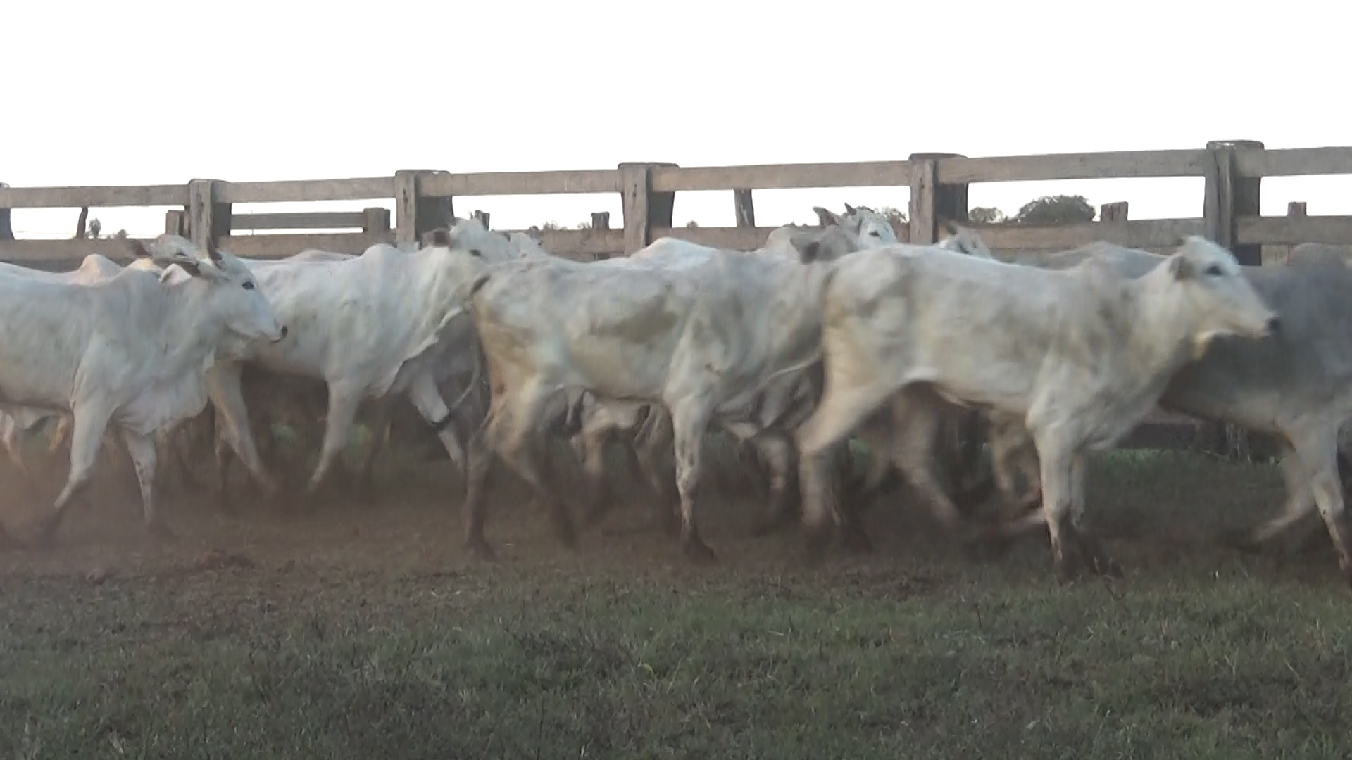 Feria 394 - FUNDARP  â lote Lote 16 – NÂ° insp. 6145
