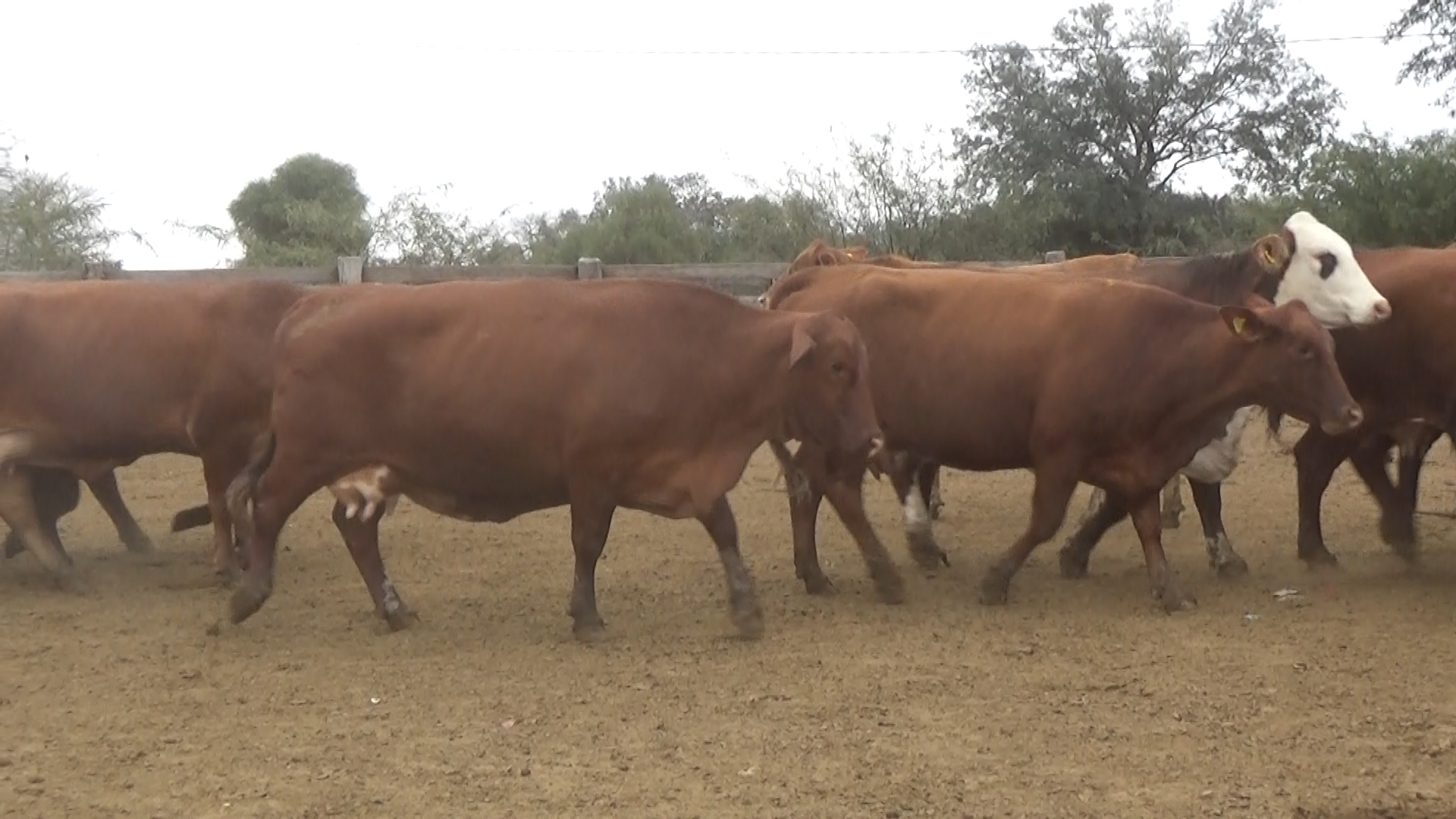 Feria 394 - FUNDARP â lote Lote 17 – N° insp. 6139