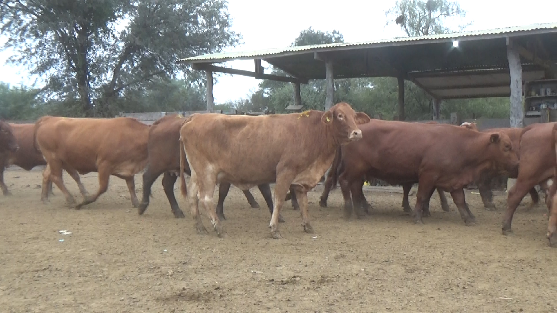 Feria 394 - FUNDARP â lote 17.3
