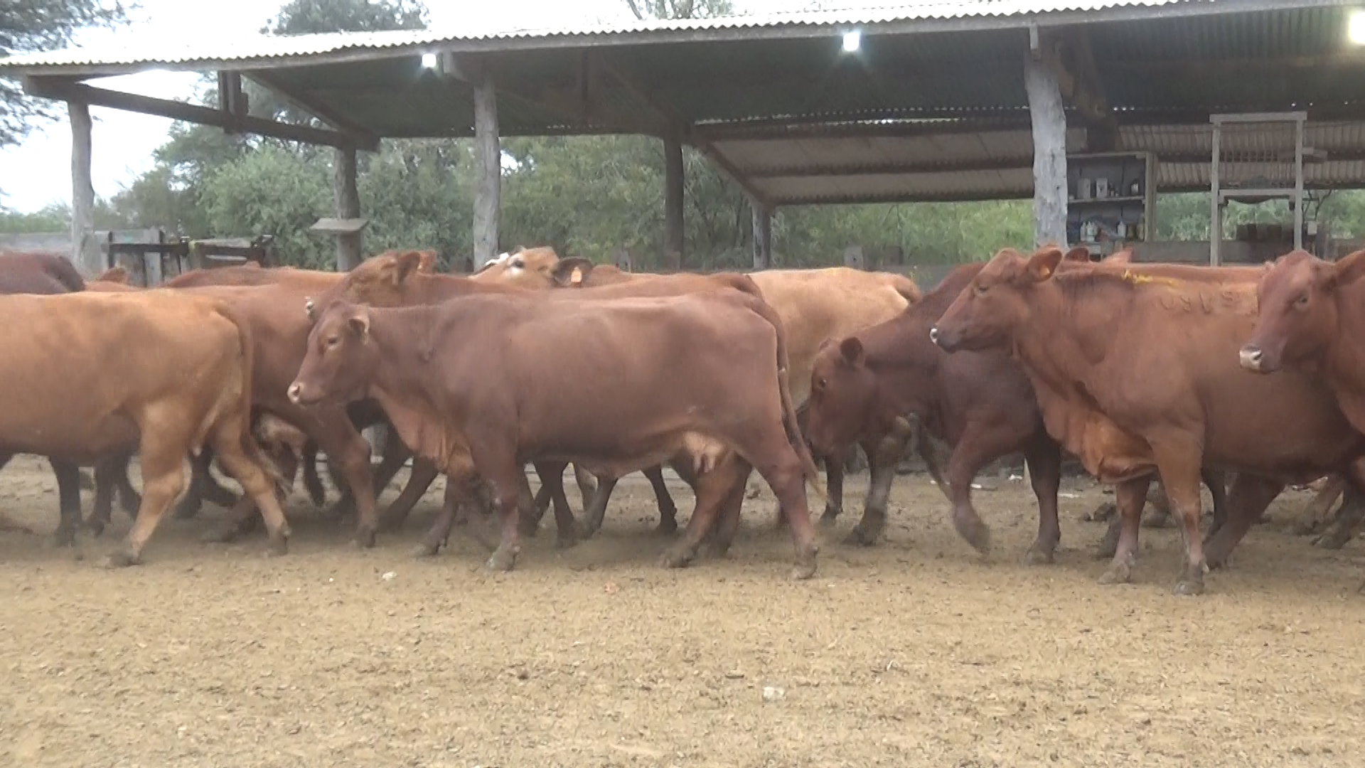 Feria 394 - FUNDARP ─ lote 18.1