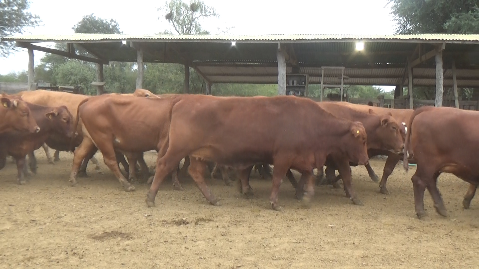 Feria 394 - FUNDARP ─ lote 18.2