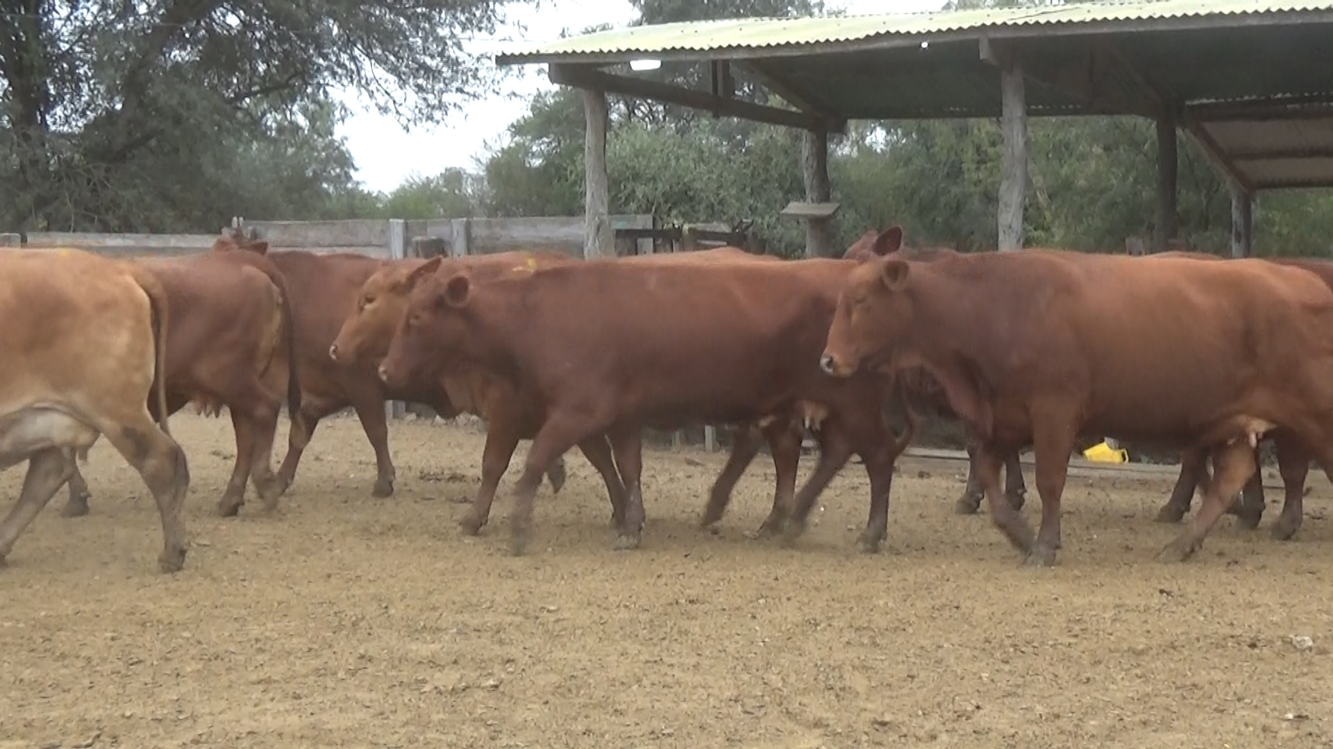 Feria 394 - FUNDARP ─ lote Lote 18 – N° insp. 6138