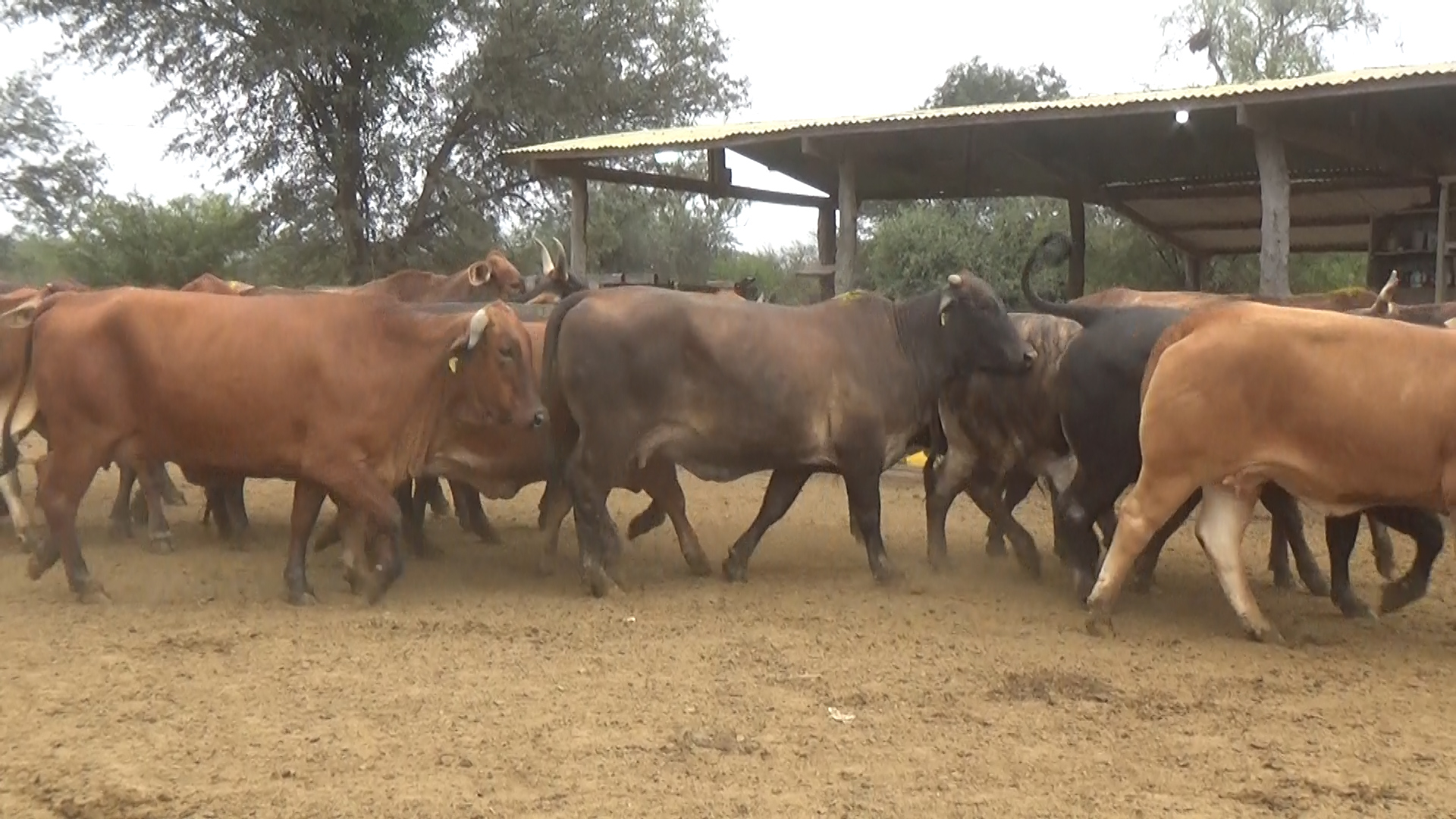 Feria 394 - FUNDARP  â lote 19.1