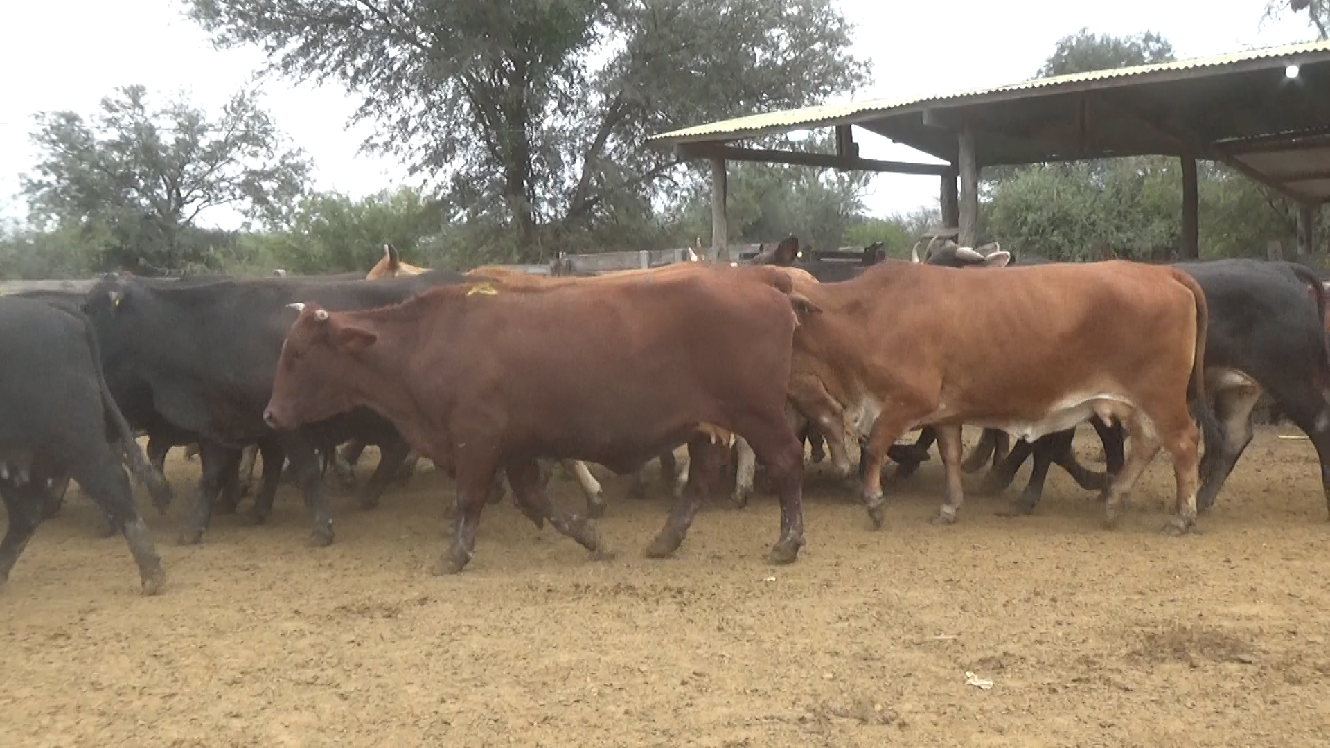 Feria 394 - FUNDARP  â lote Lote 19 – NÂ° insp. 6140