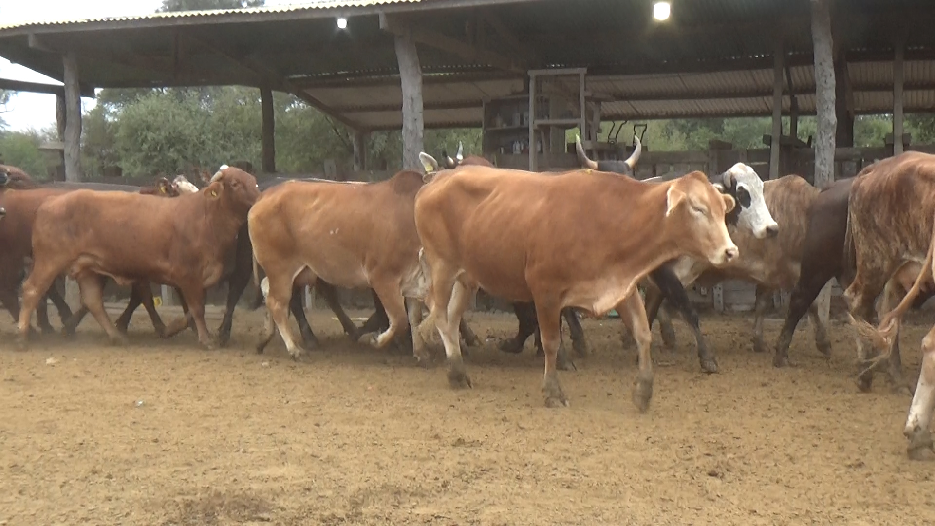 Feria 394 - FUNDARP  â lote 19.3