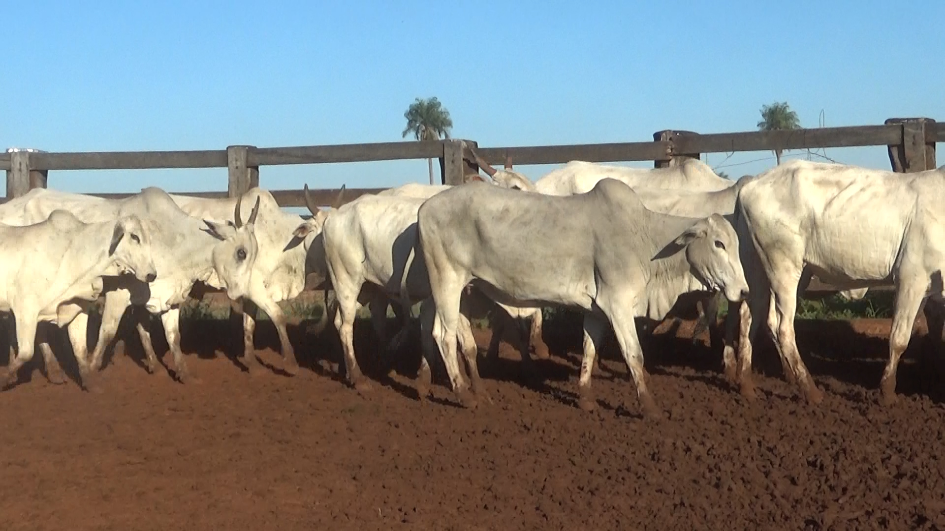 Feria 394 - FUNDARP  â lote 20.