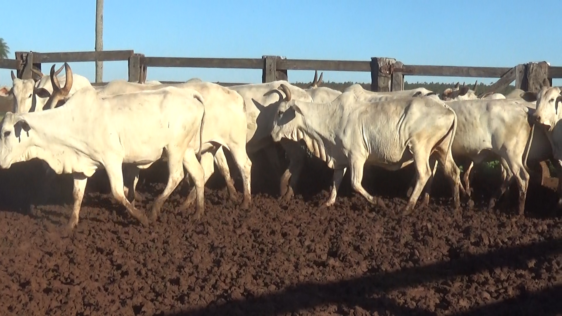 Feria 394 - FUNDARP  â lote Lote 20 – NÂ° insp. 6142
