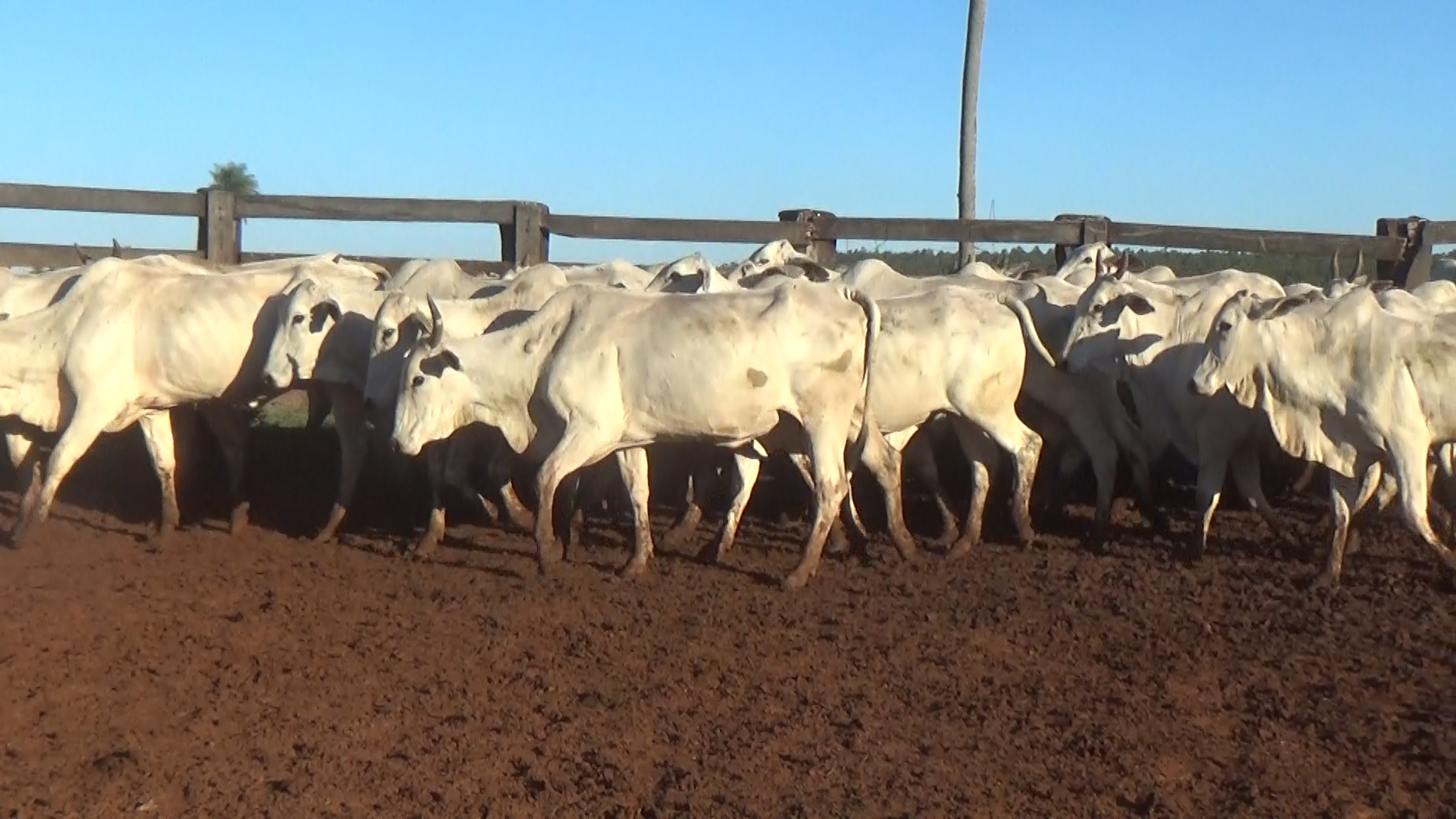 Feria 394 - FUNDARP â lote Lote 21 – N° insp. 6143