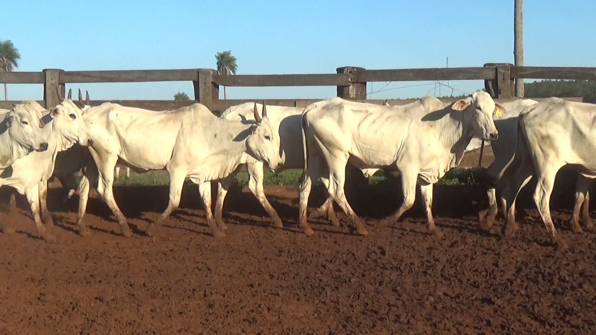Feria 394 - FUNDARP â lote 21.2