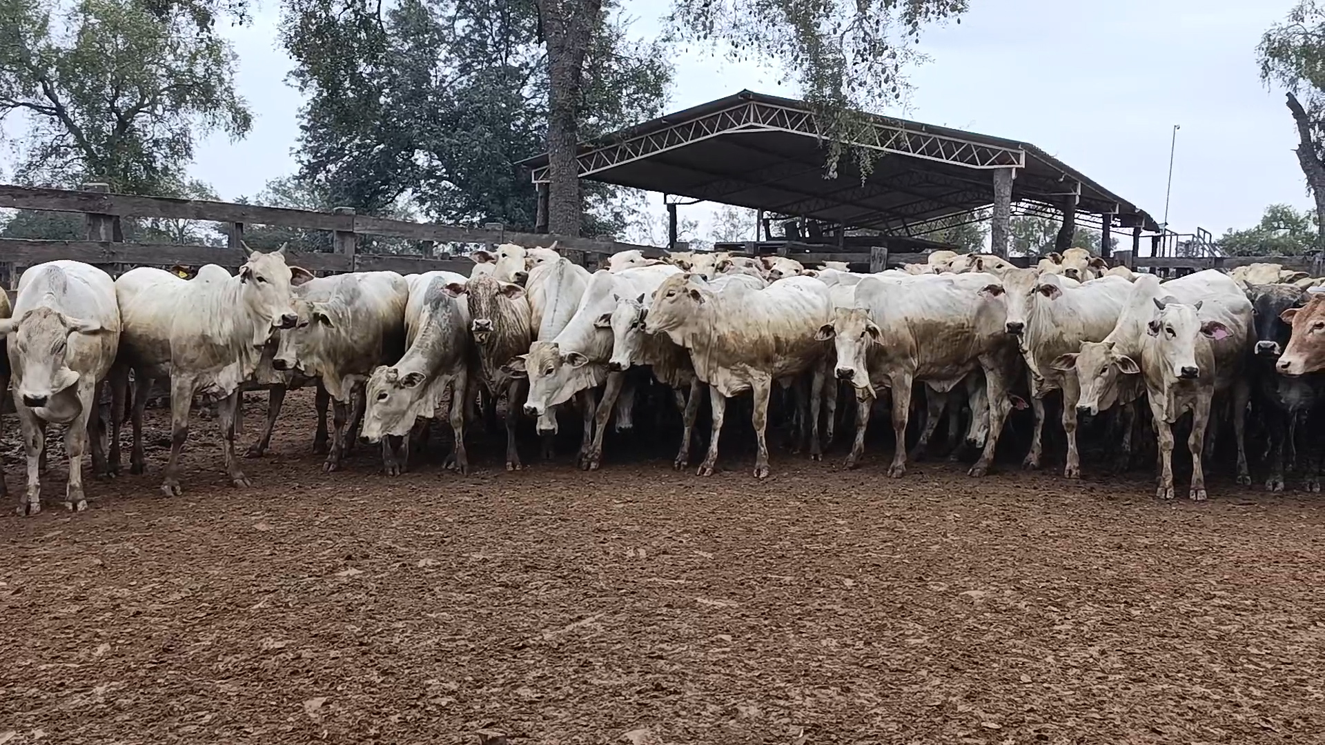 Feria 394 - FUNDARP  â lote Lote 22 – NÂ° insp. 6033