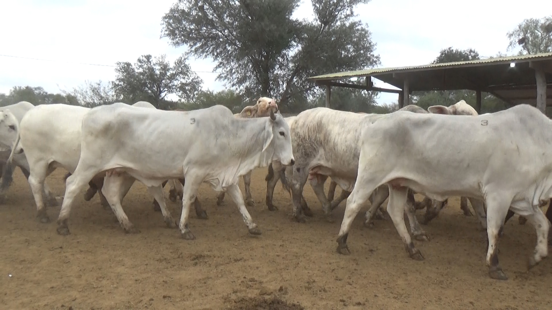 Feria 394 - FUNDARP  â lote Lote 24 – NÂ° insp. 6141