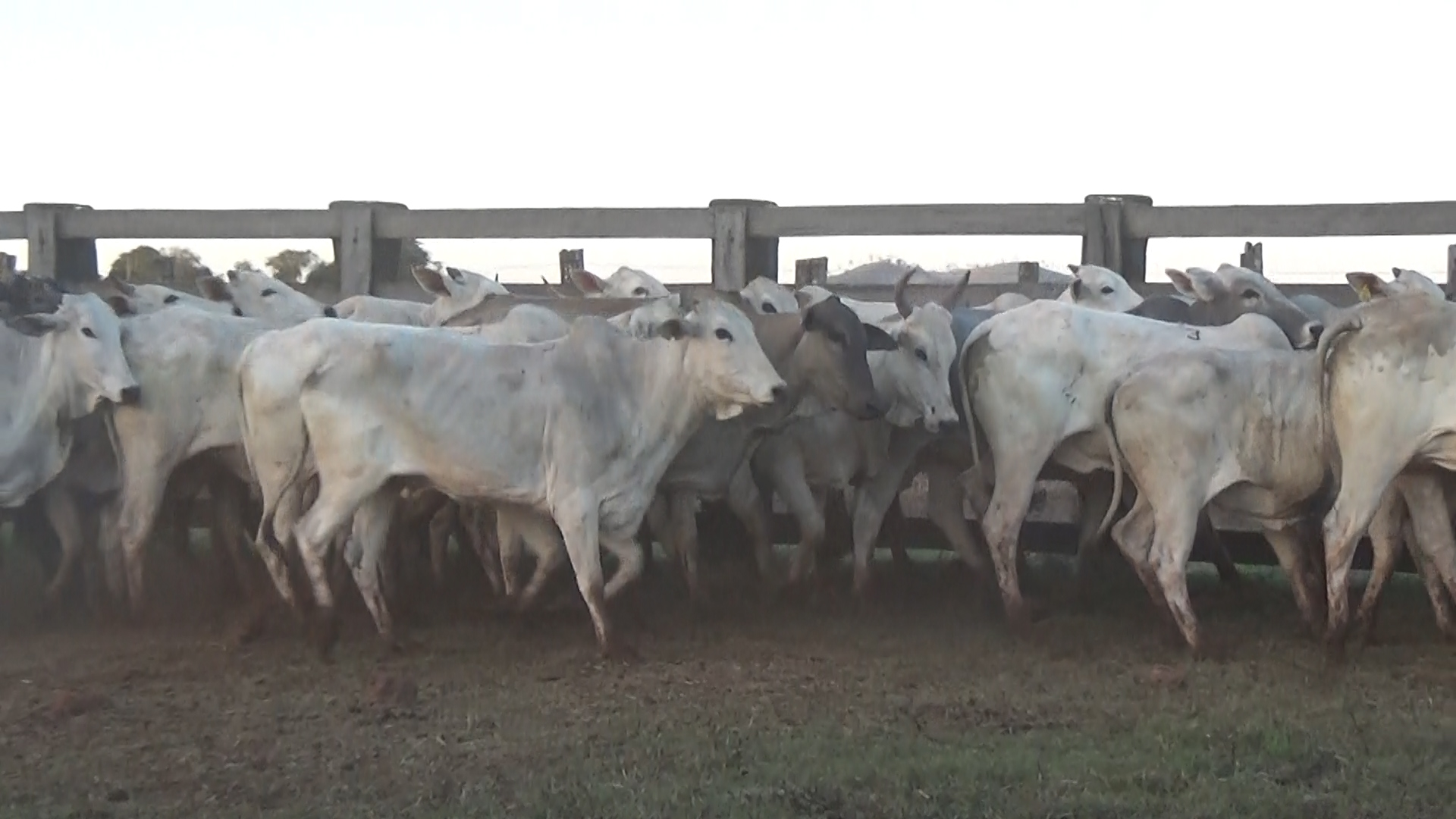 Feria 394 - FUNDARP  â lote Lote 25 – NÂ° insp. 6146